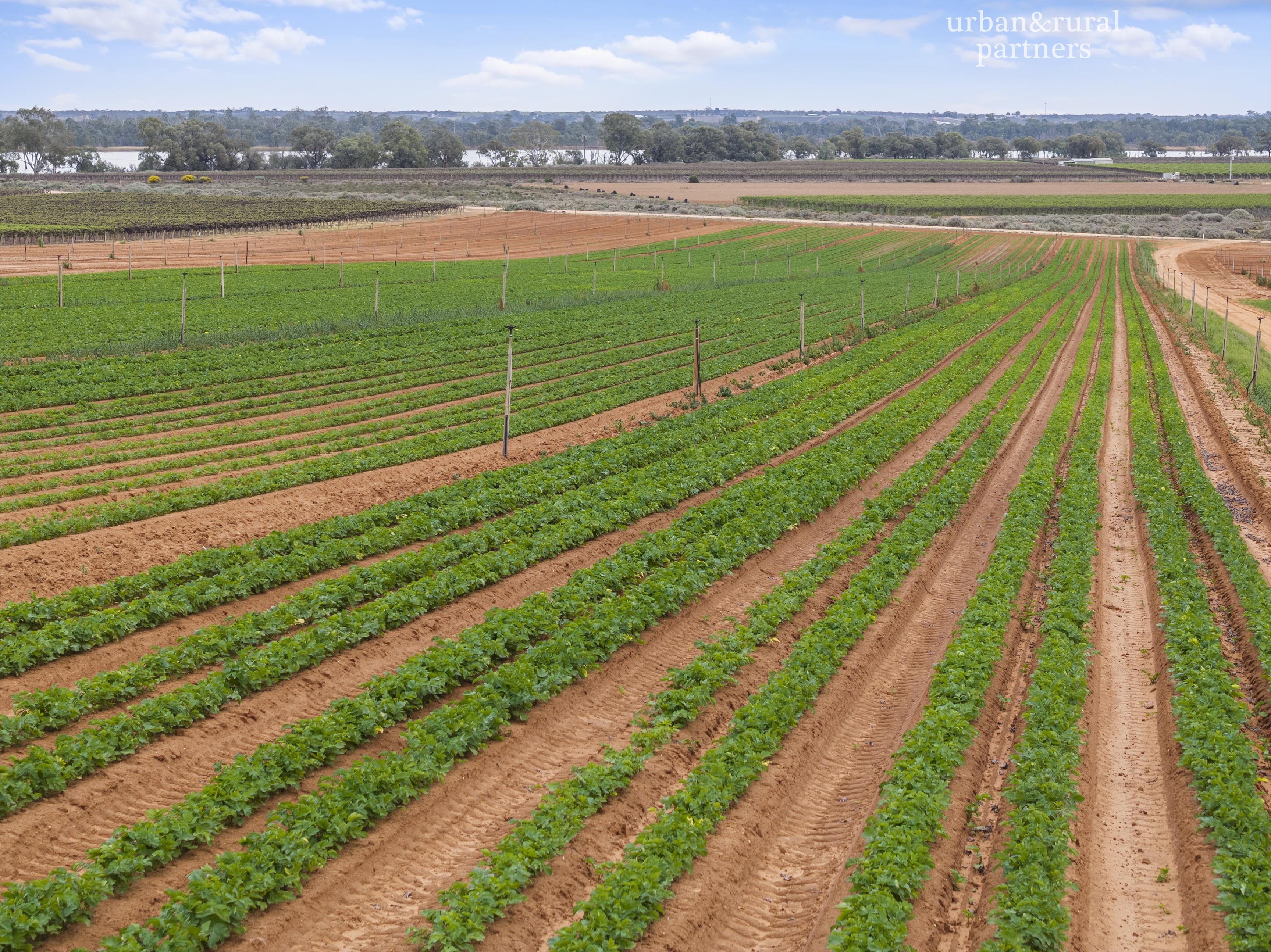 5-bedroom house at 123 Elephant Trunk Road, Cobdogla, SA 5346, Berri Barmera, South Australia