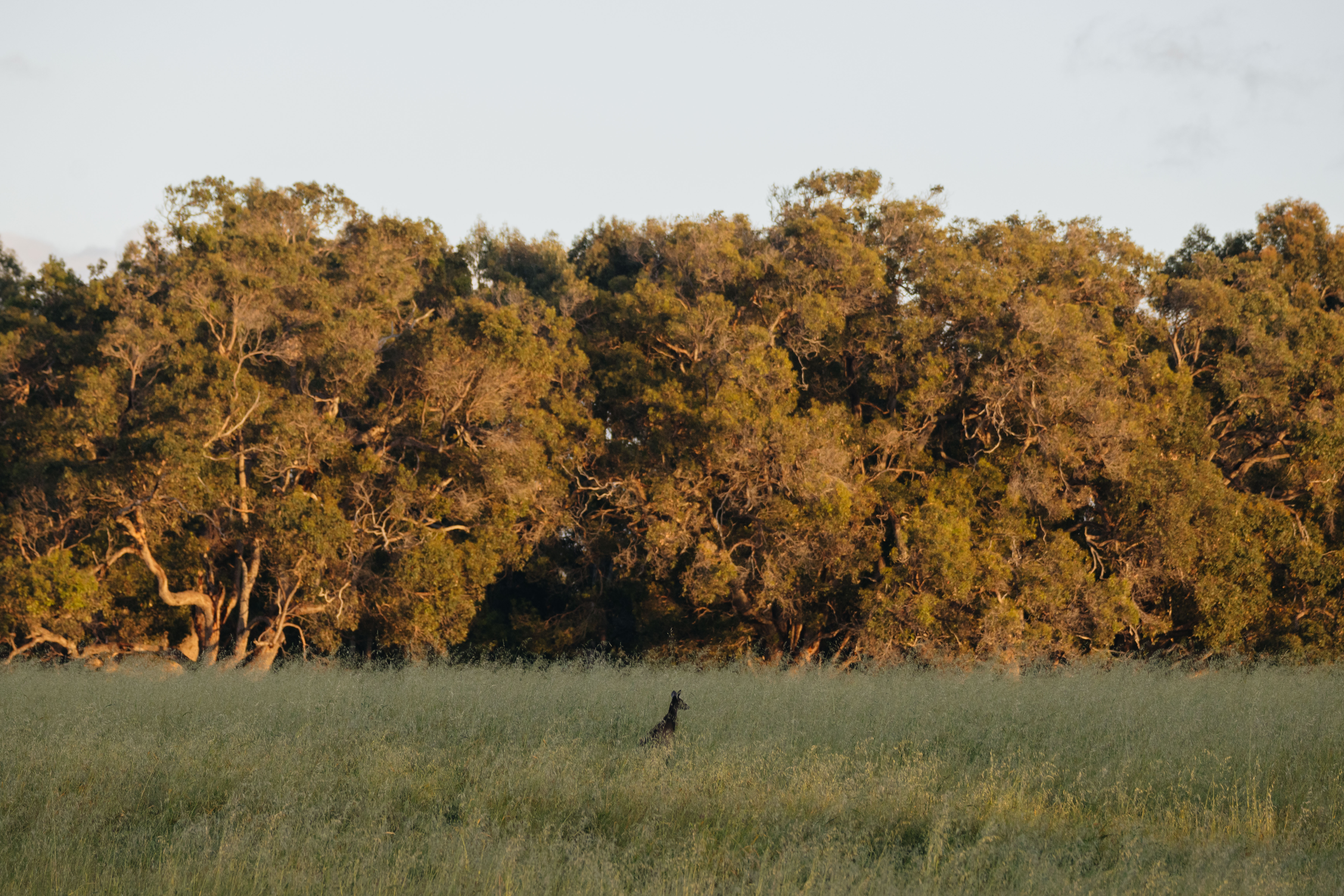 103 Springfield Farm, Yallingup, Wa, 6282 - Image 7
