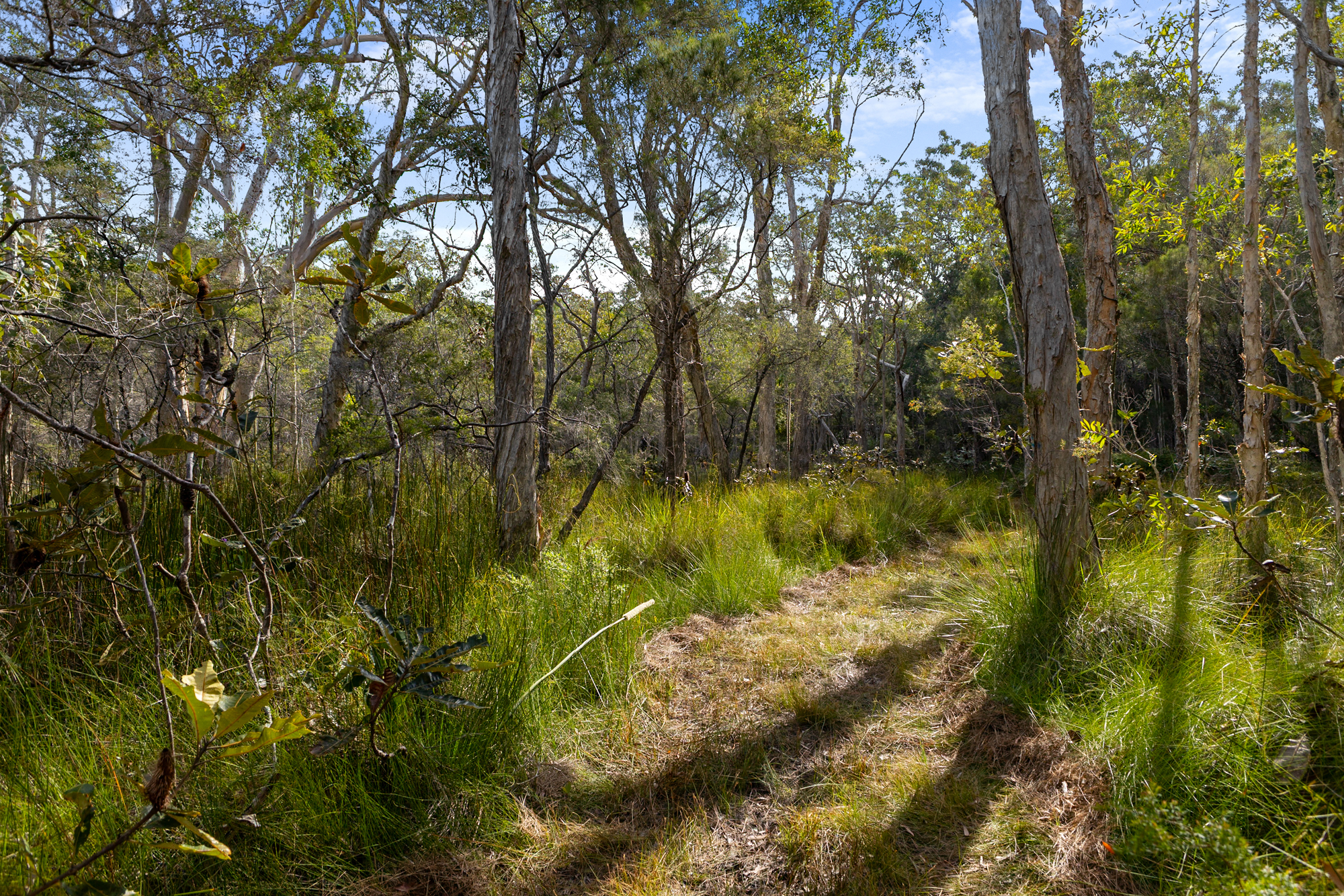 40 Lakewood Drive, Peregian Beach, QLD 4573 - Image 6