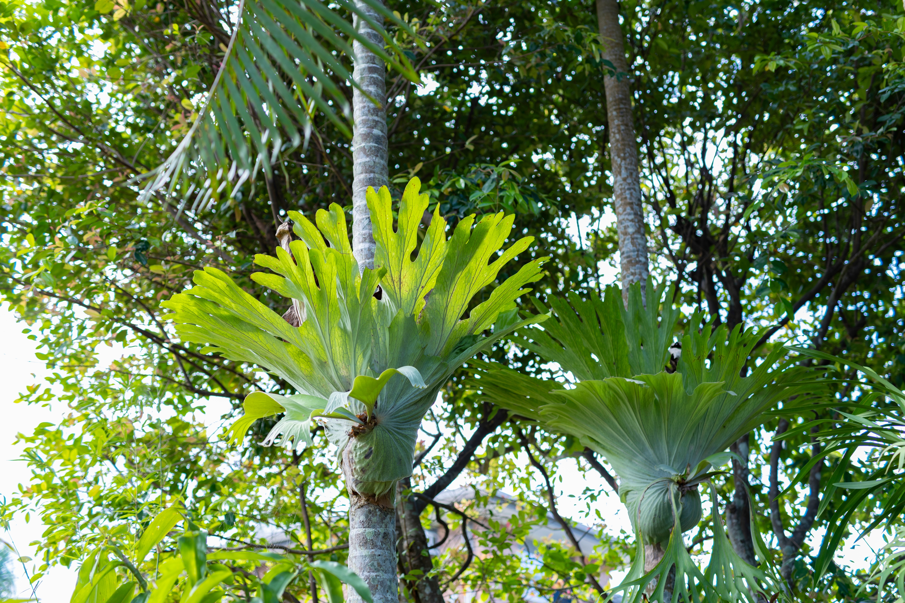 12 LEXINGTON DRIVE, Little Mountain QLD 4551 - Image 1