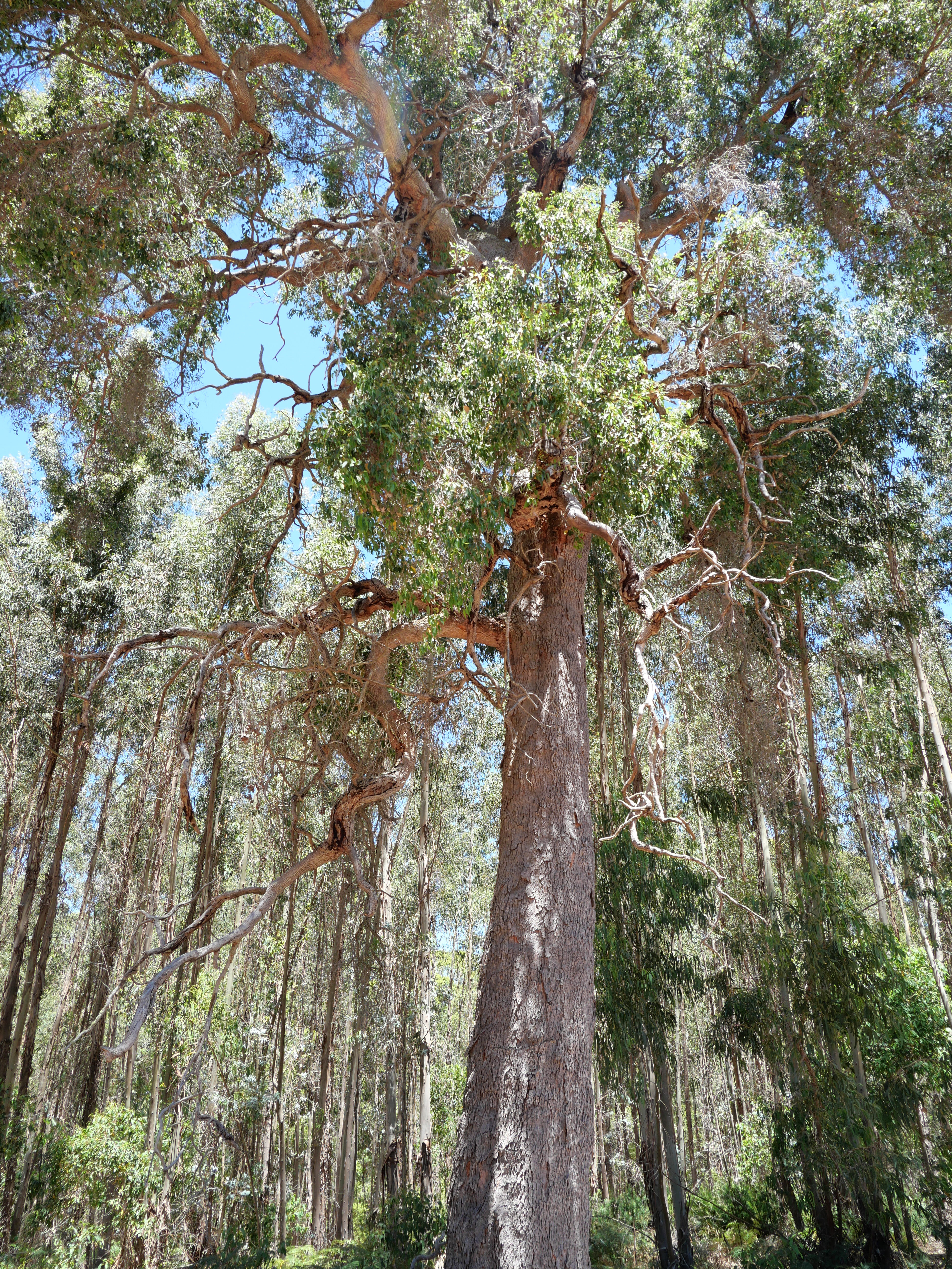 1-bedroom unit at 61 Hayes Road, East Nannup, WA 6275, Nannup, Western Australia