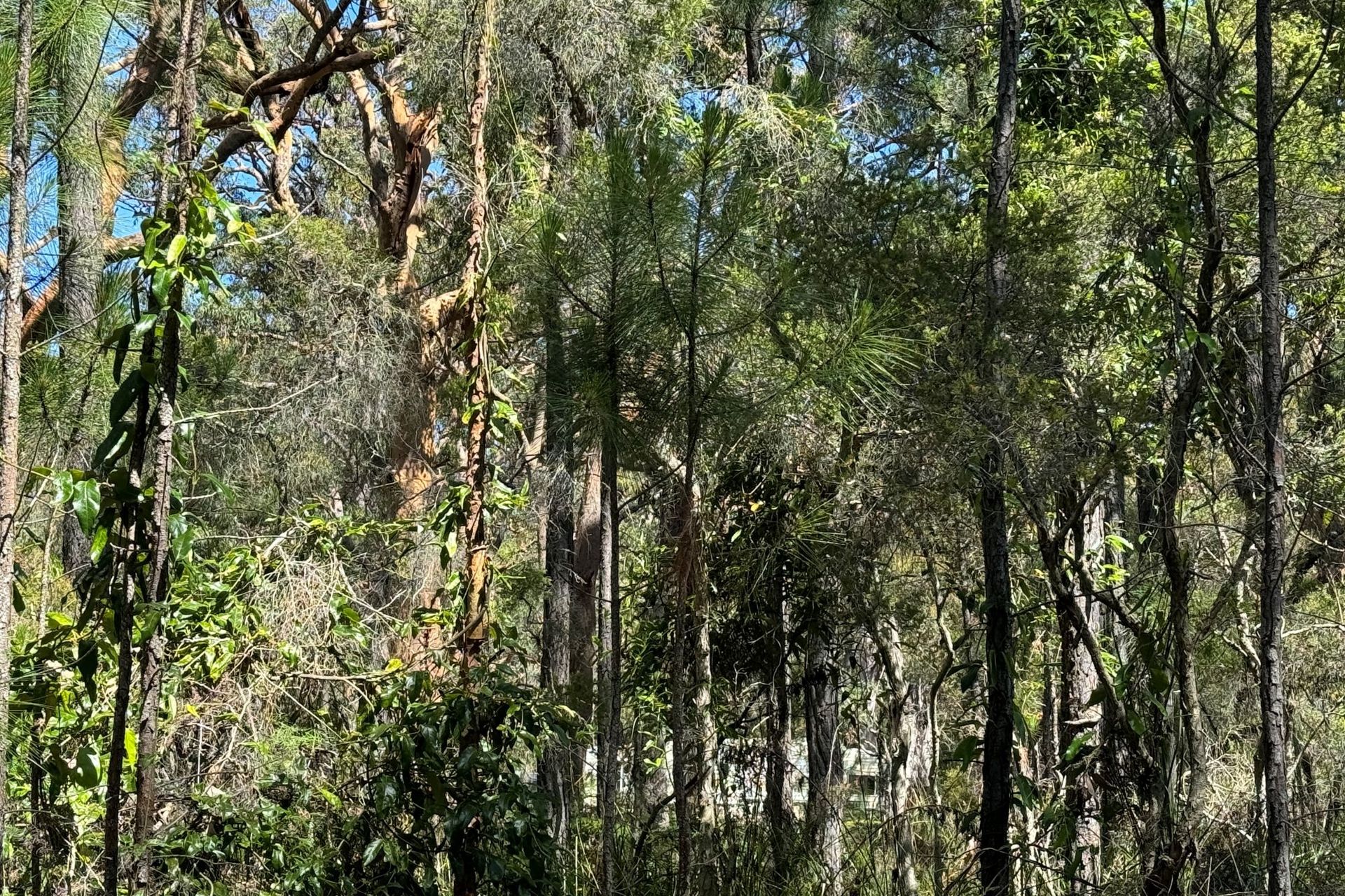 13 Nardoo Street, Pindimar, Nsw, 2324 - Image 5