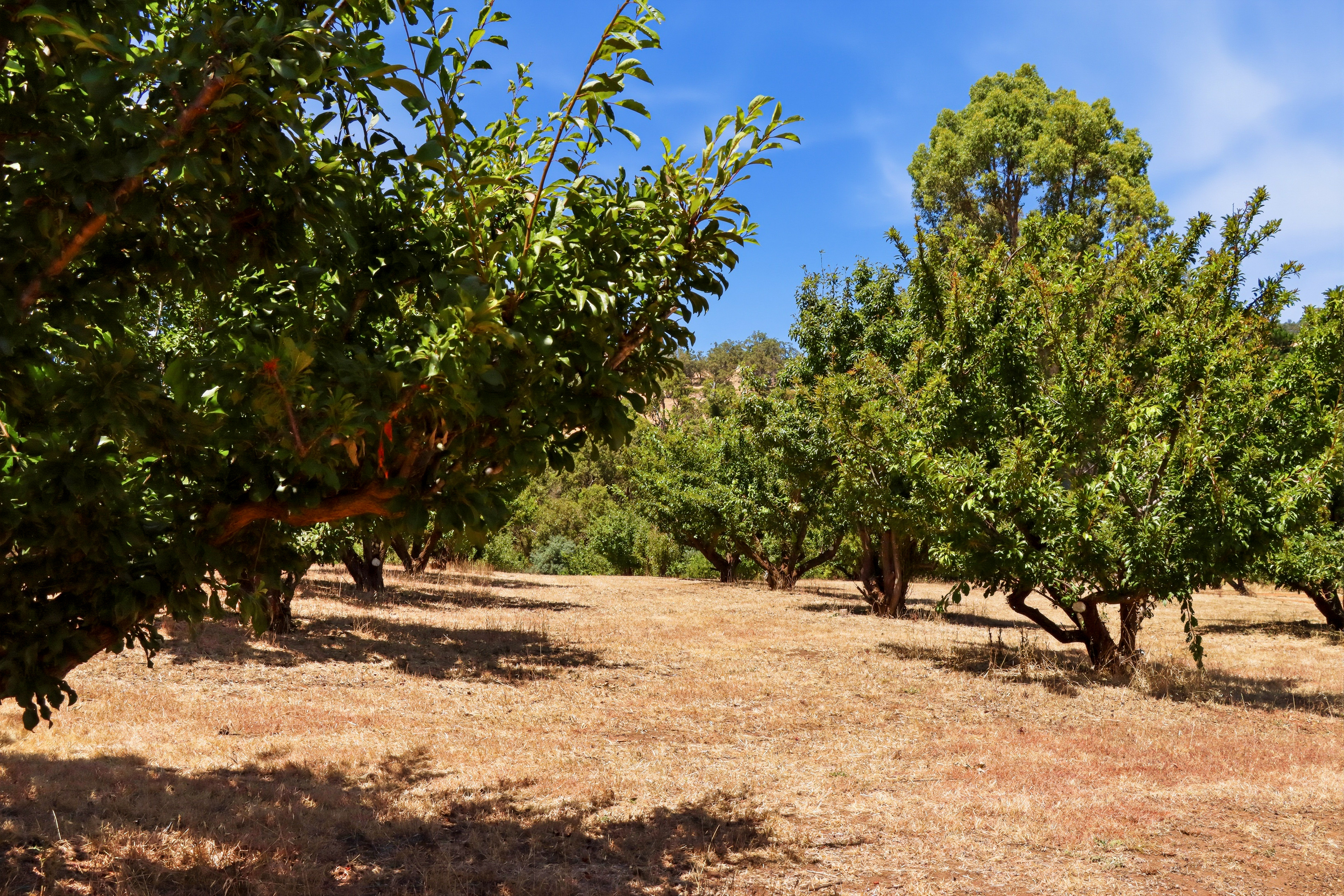 4-bedroom house at 5 MOTTRAM STREET, Bridgetown WA 6255, Bridgetown-Greenbushes, Western Australia