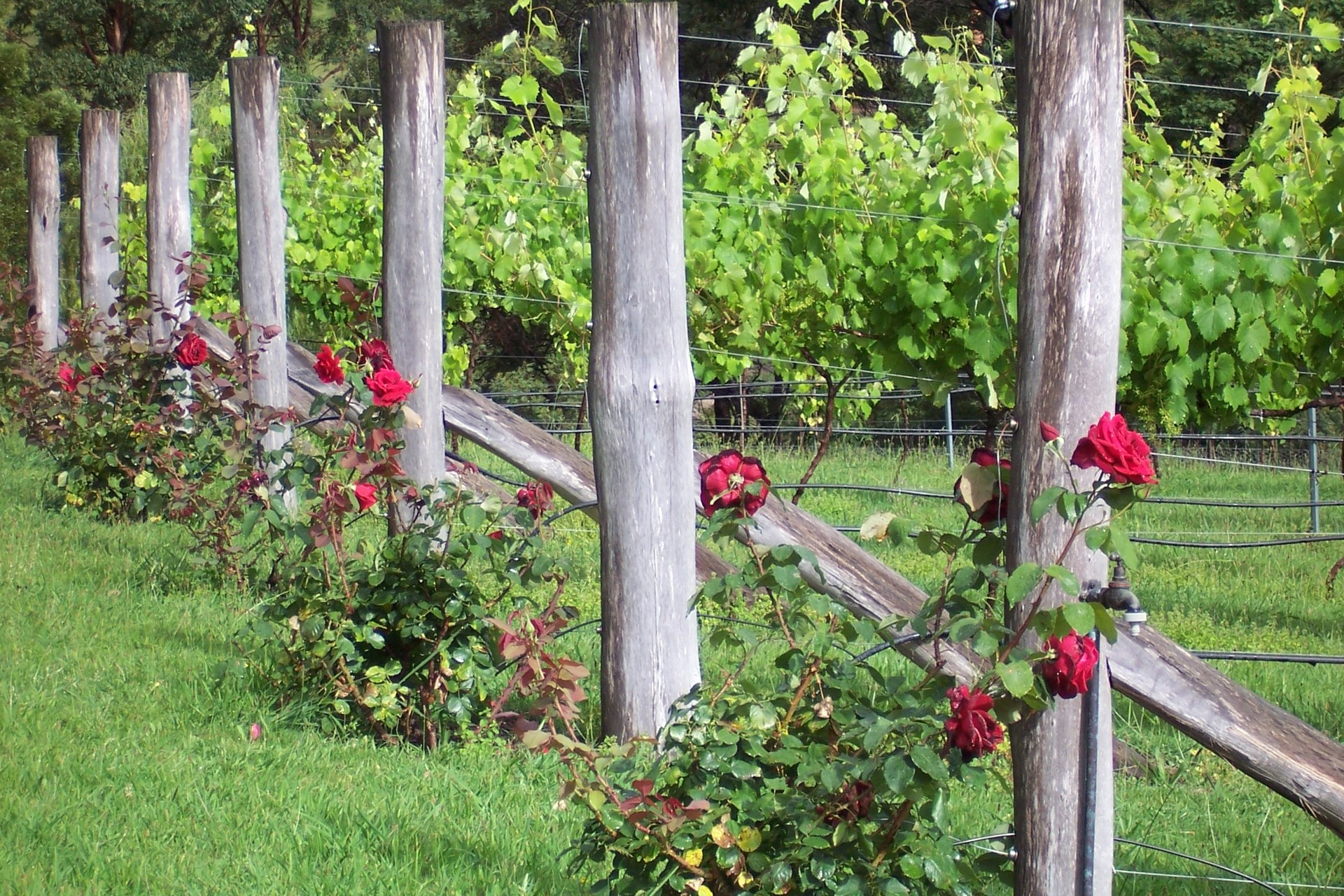 4-bedroom house at 1838 BIG JACK MOUNTAIN ROAD, Rocky Hall NSW 2550, Bega Valley, New South Wales