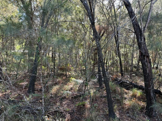 31 Tahlin Drive, Russell Island, Qld, 4184 - Image 1
