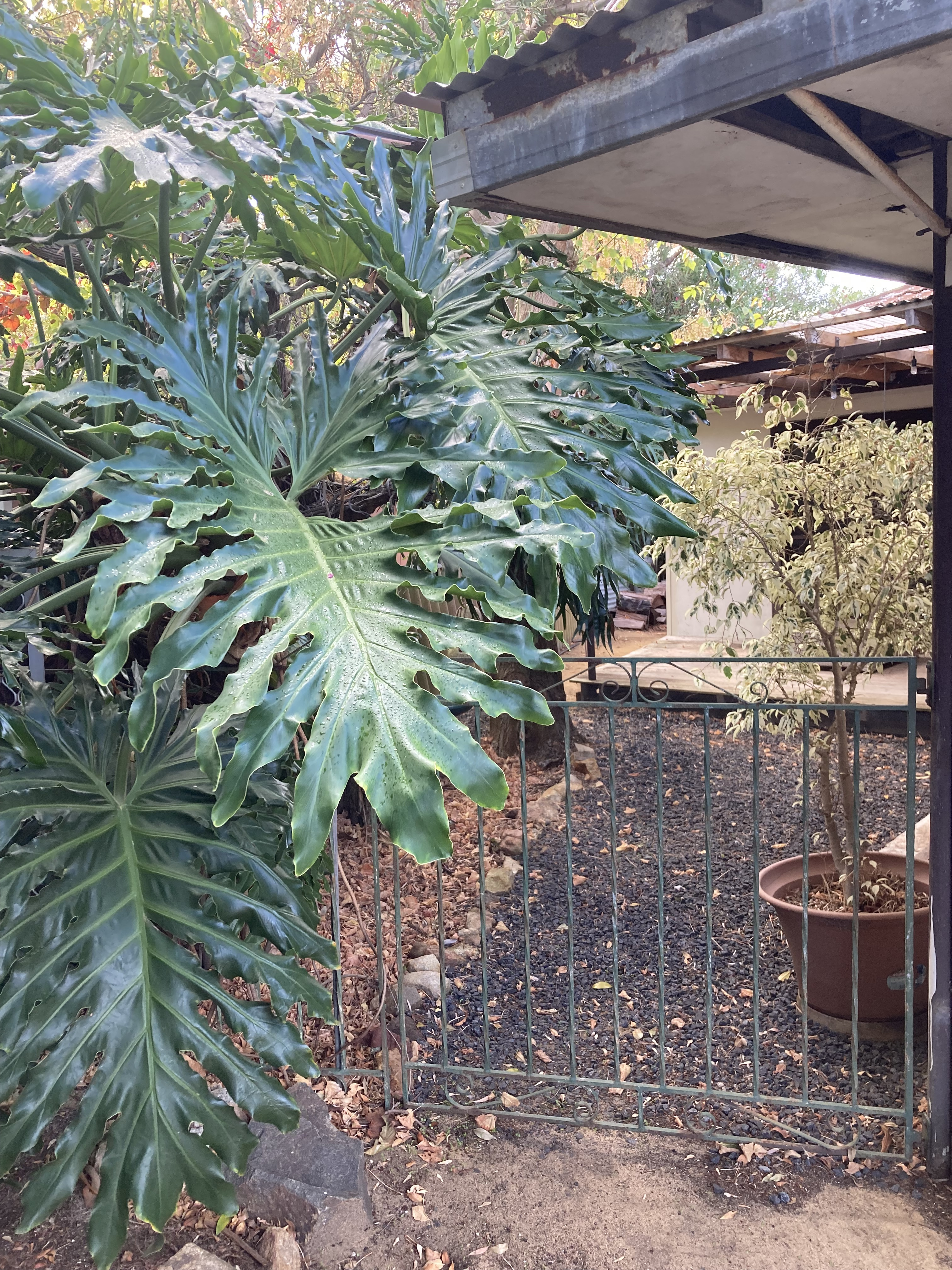 5-bedroom house at 42 STRELLY STREET, Busselton WA 6280, Busselton, Western Australia