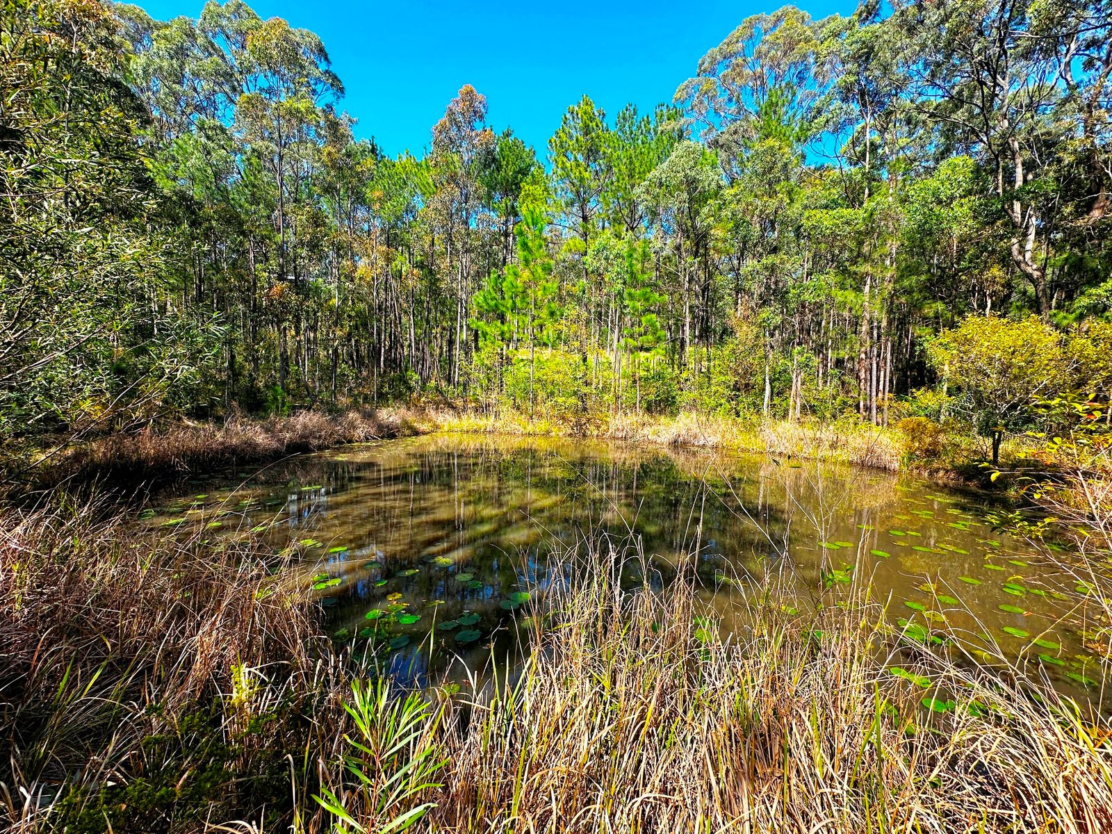 88 Clarke Street, Pindimar, Nsw, 2324 - Image 6