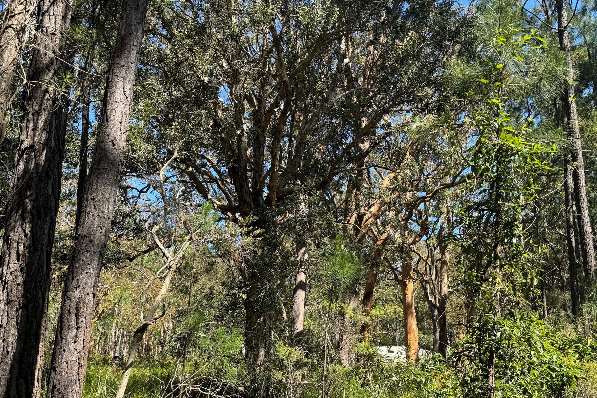 13 Nardoo Street, Pindimar, Nsw, 2324 - Image 3