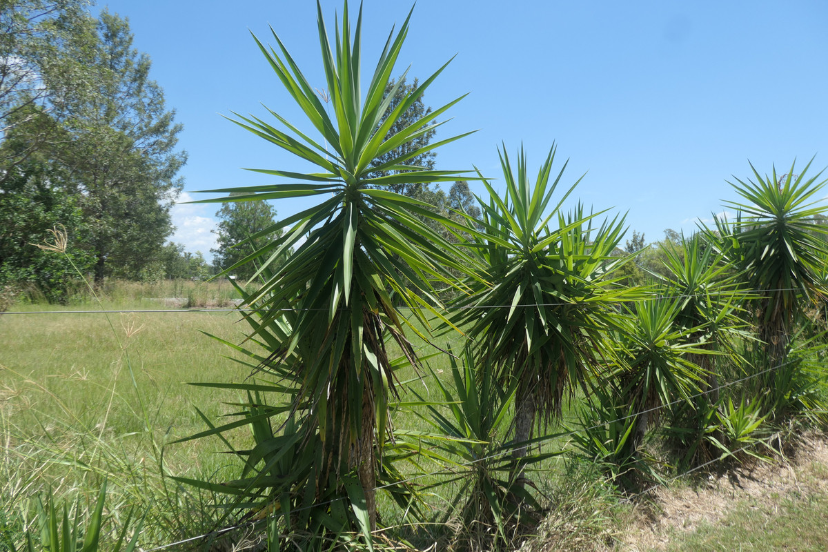 3-bedroom house at 12 Charles Street, Tabulam, Nsw, 2469, Kyogle, New South Wales