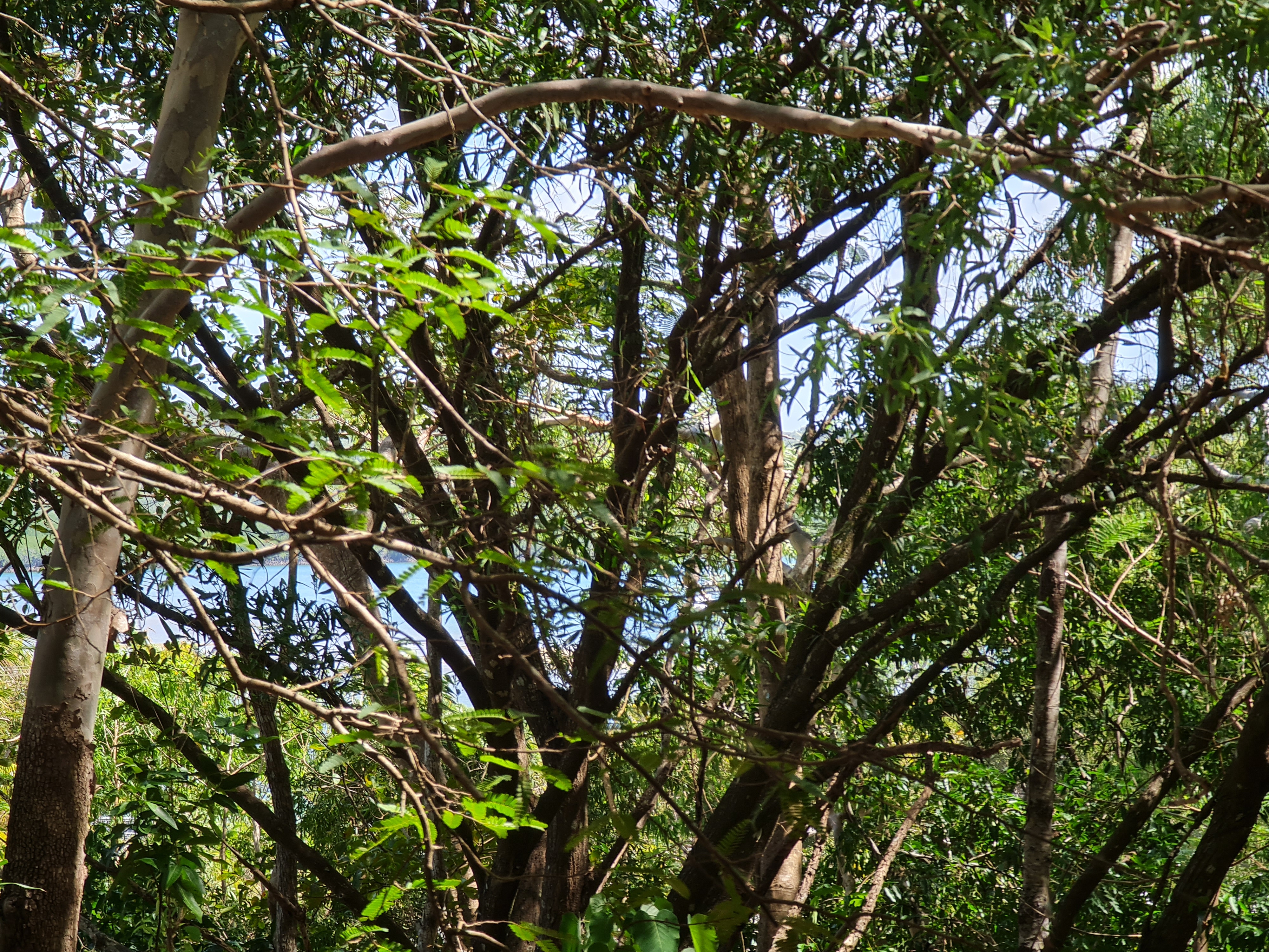 16 Flinders Street, Cooktown, Qld, 4895 - Image 5