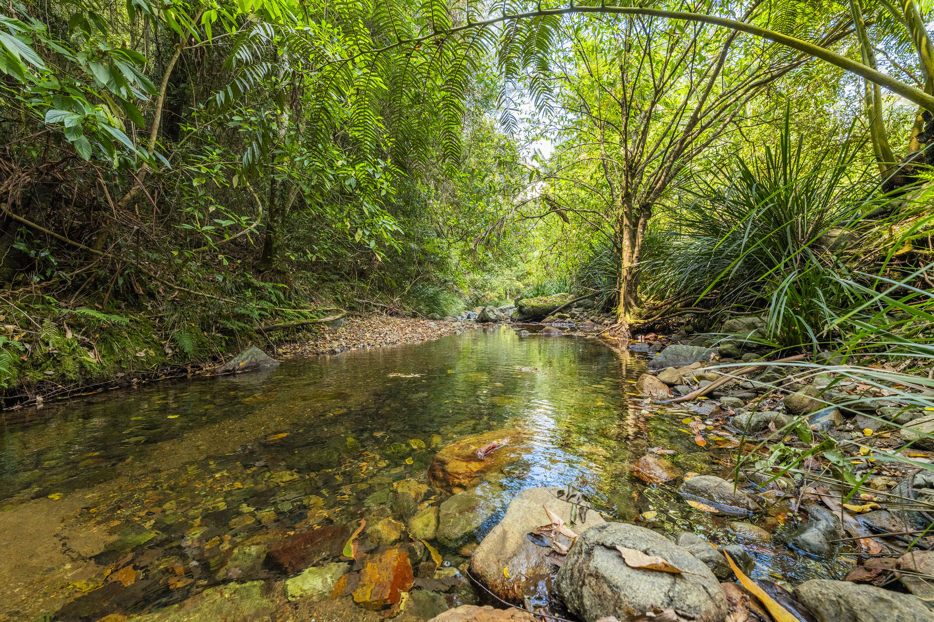 109 Little North Arm Road, Thora, NSW 2454 - Image 1