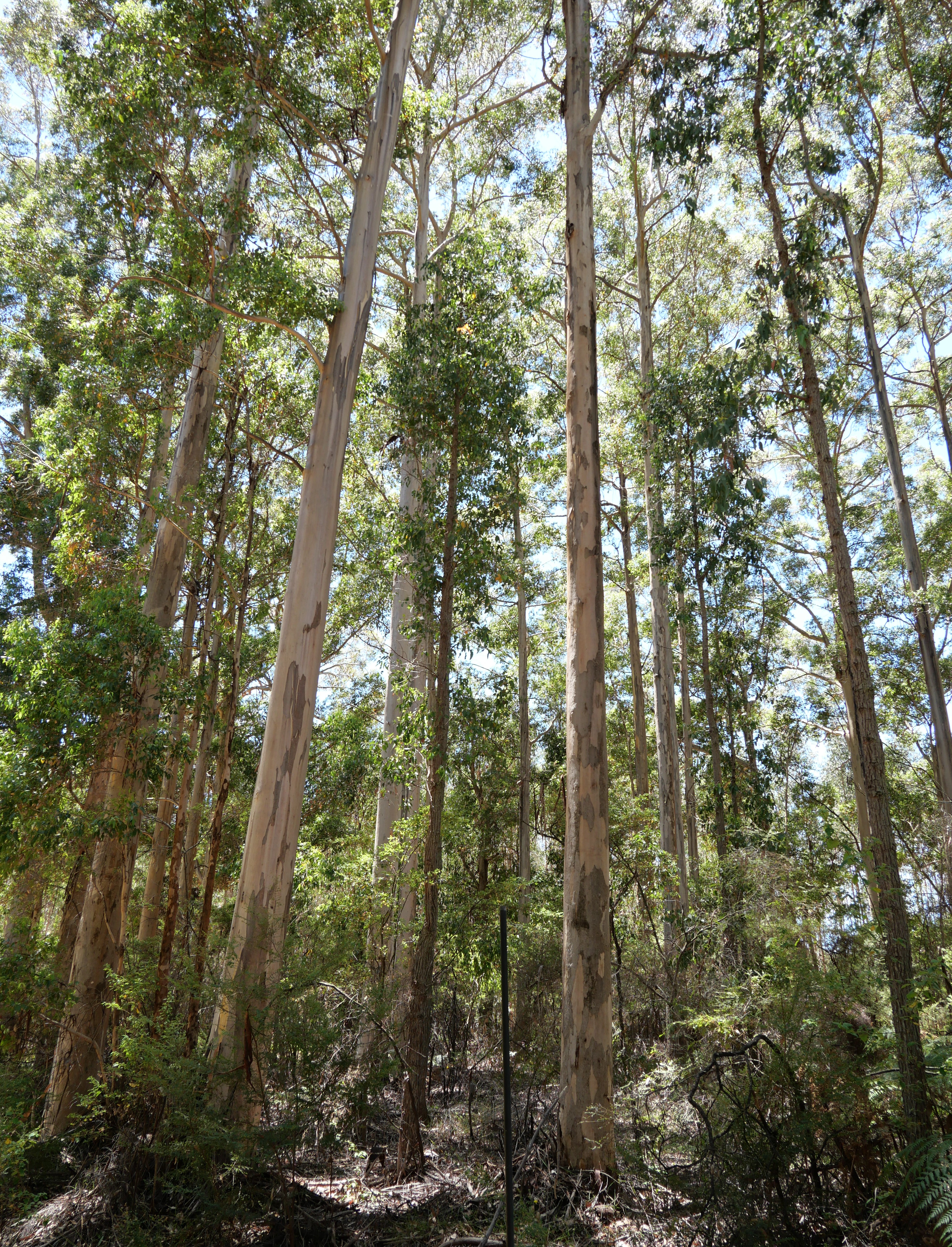 1-bedroom unit at 61 Hayes Road, East Nannup, WA 6275, Nannup, Western Australia