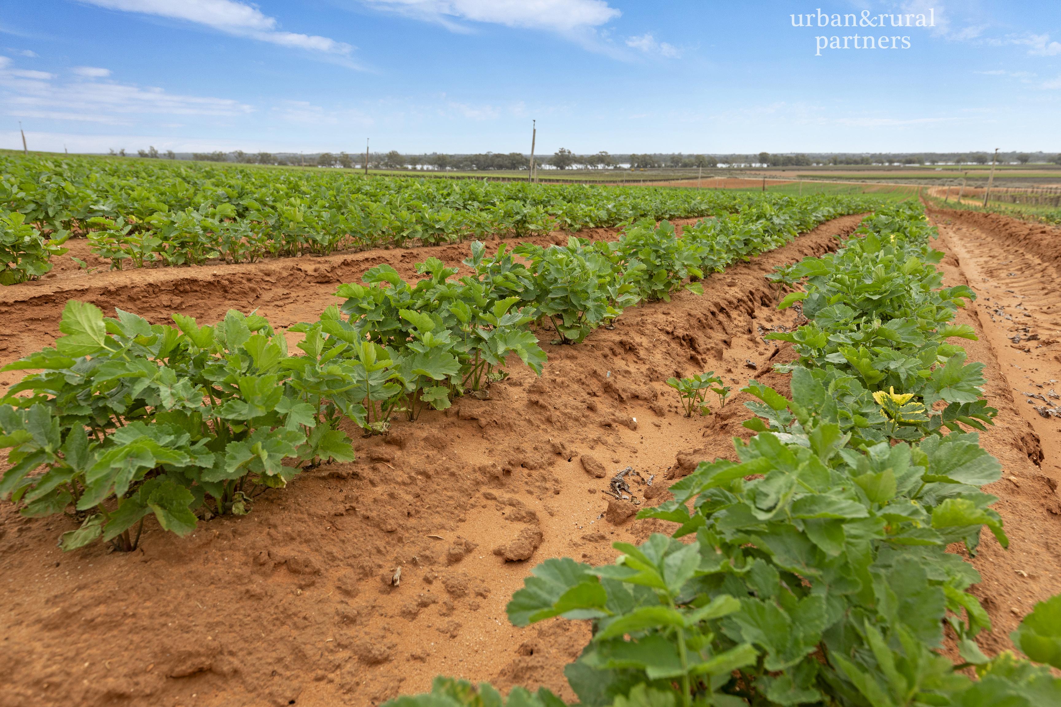 5-bedroom house at 123 Elephant Trunk Road, Cobdogla, SA 5346, Berri Barmera, South Australia