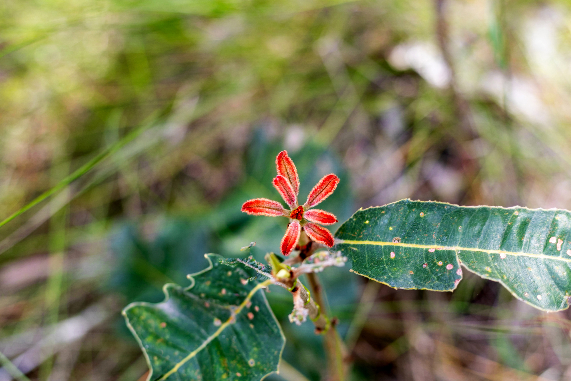 40 Lakewood Drive, Peregian Beach, QLD 4573 - Image 10