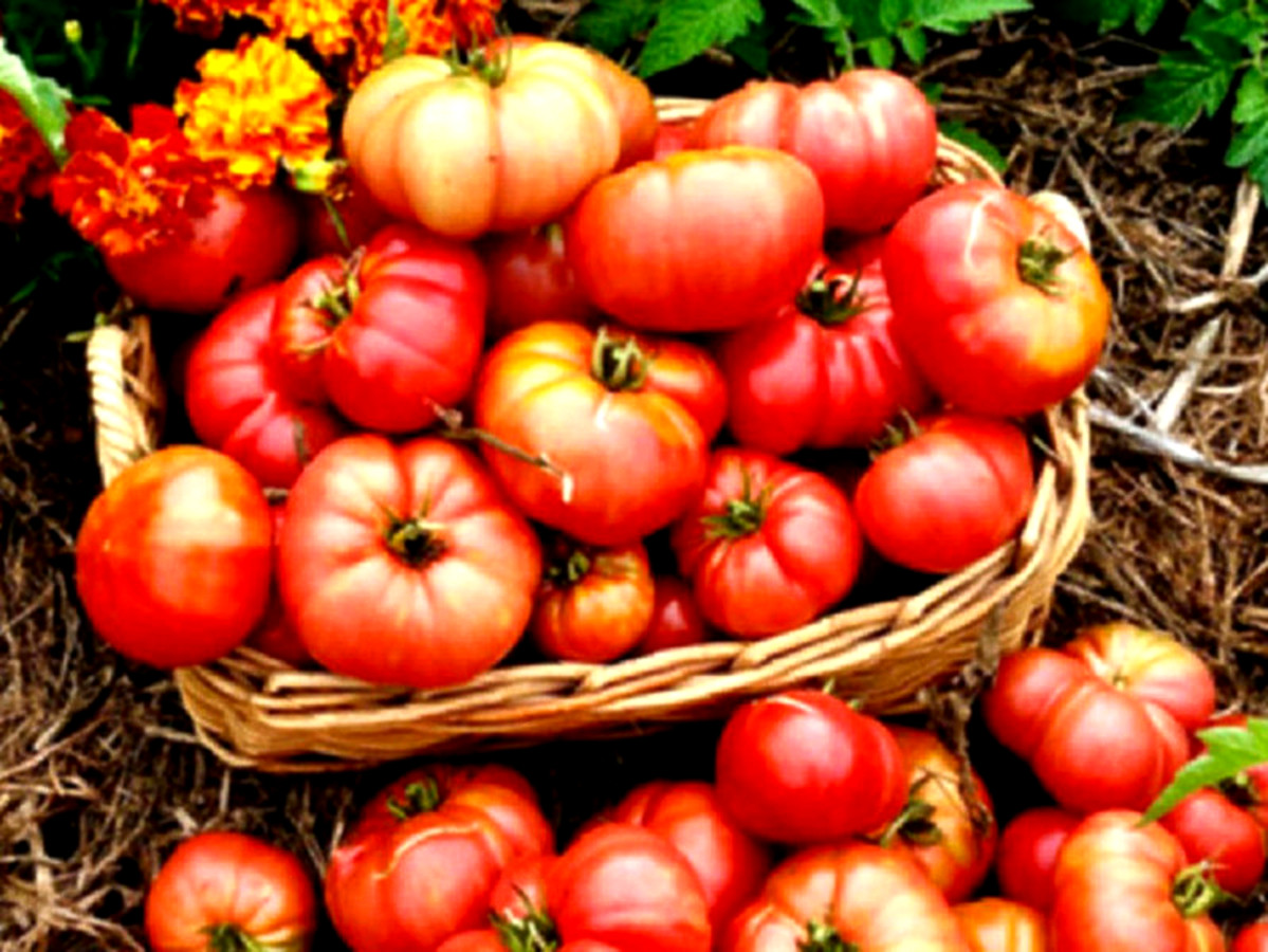 3-bedroom house at 26 Jermyn Street, Ulverstone, TAS 7315, , Tasmania