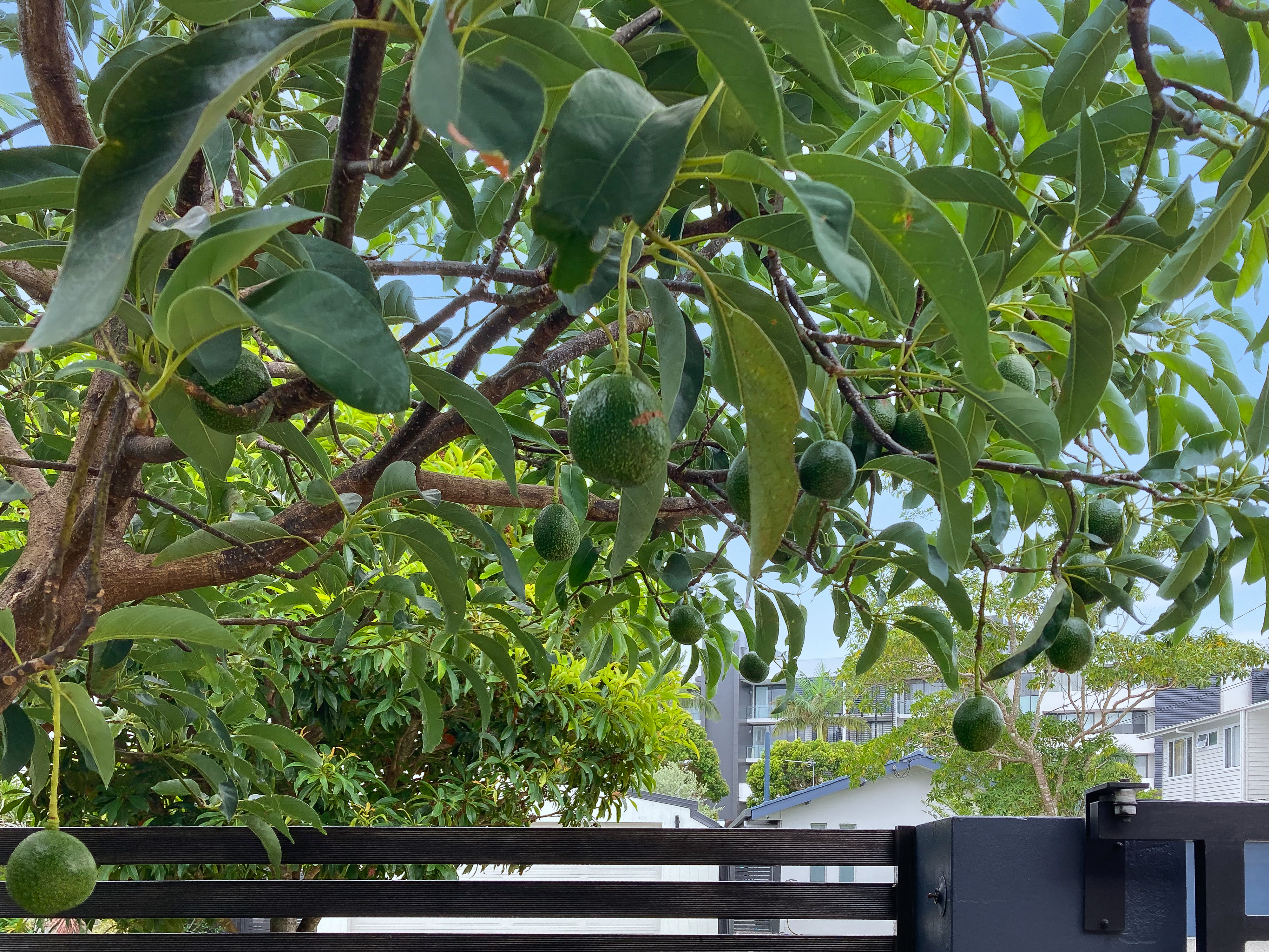 4-bedroom house at 22 KILLOWILL AVENUE, Paradise Point QLD 4216, Gold Coast, Queensland