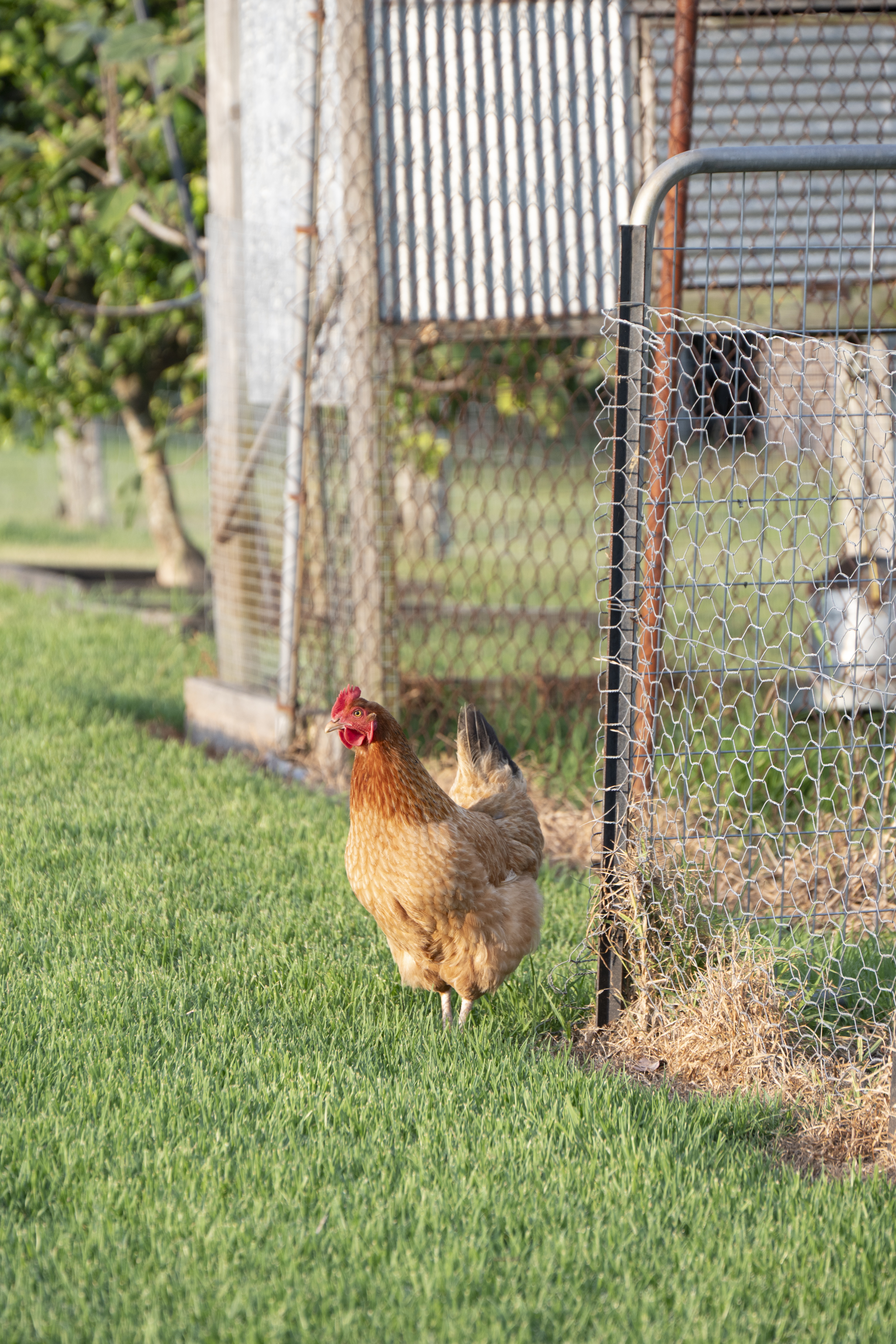 4-bedroom house at 25 Swan Street, Hinton, NSW 2321, Port Stephens, New South Wales