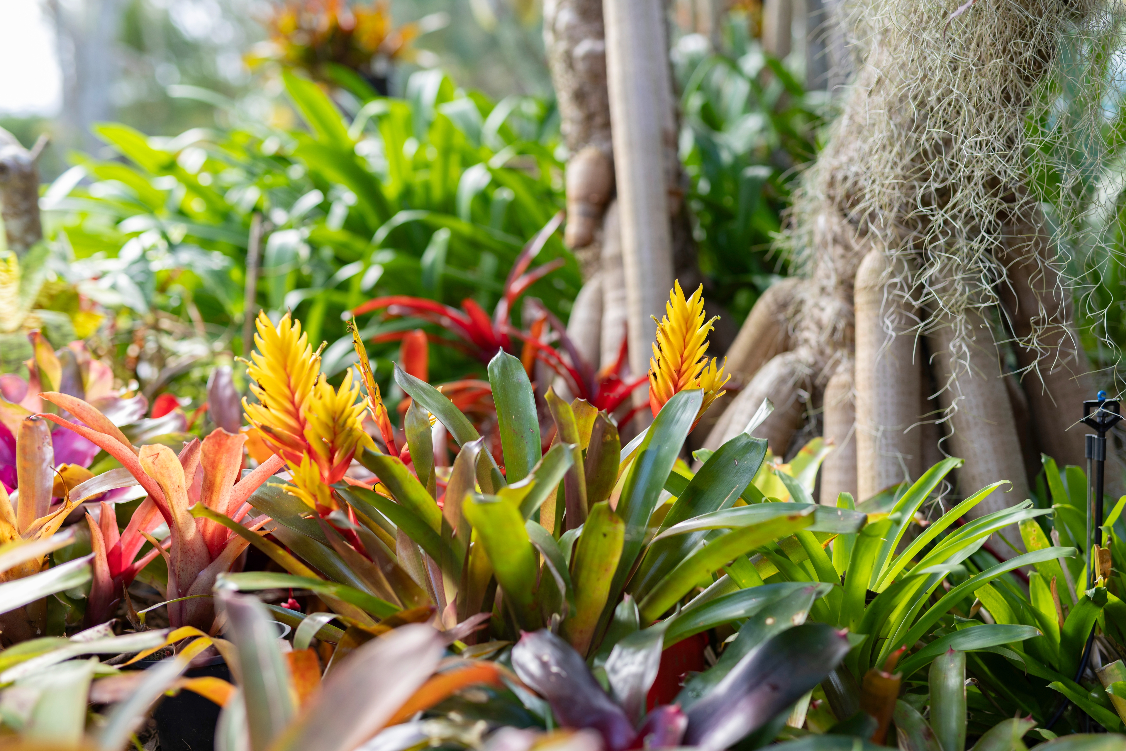 12 LEXINGTON DRIVE, Little Mountain QLD 4551 - Image 8