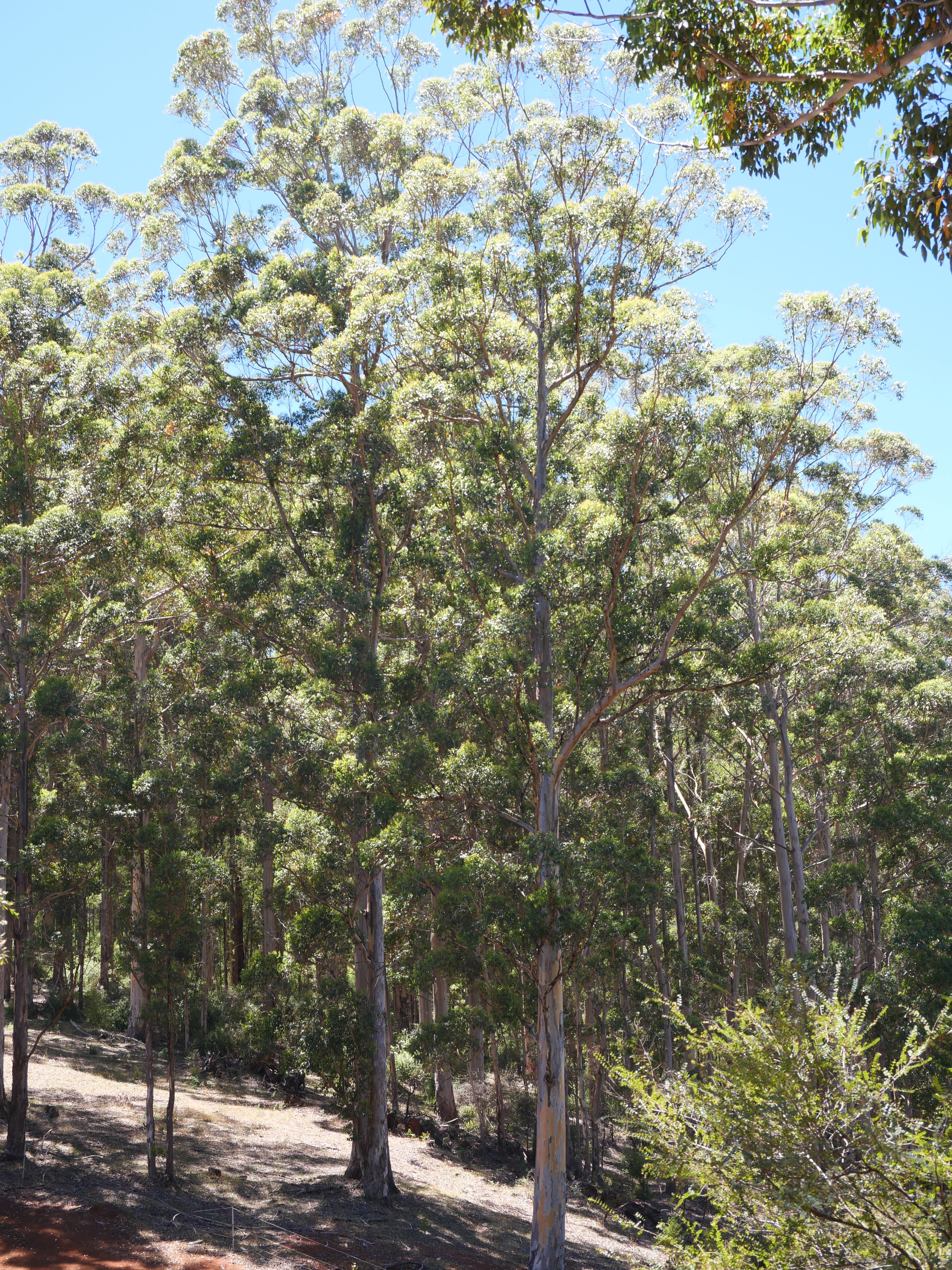 1-bedroom unit at 61 Hayes Road, East Nannup, WA 6275, Nannup, Western Australia