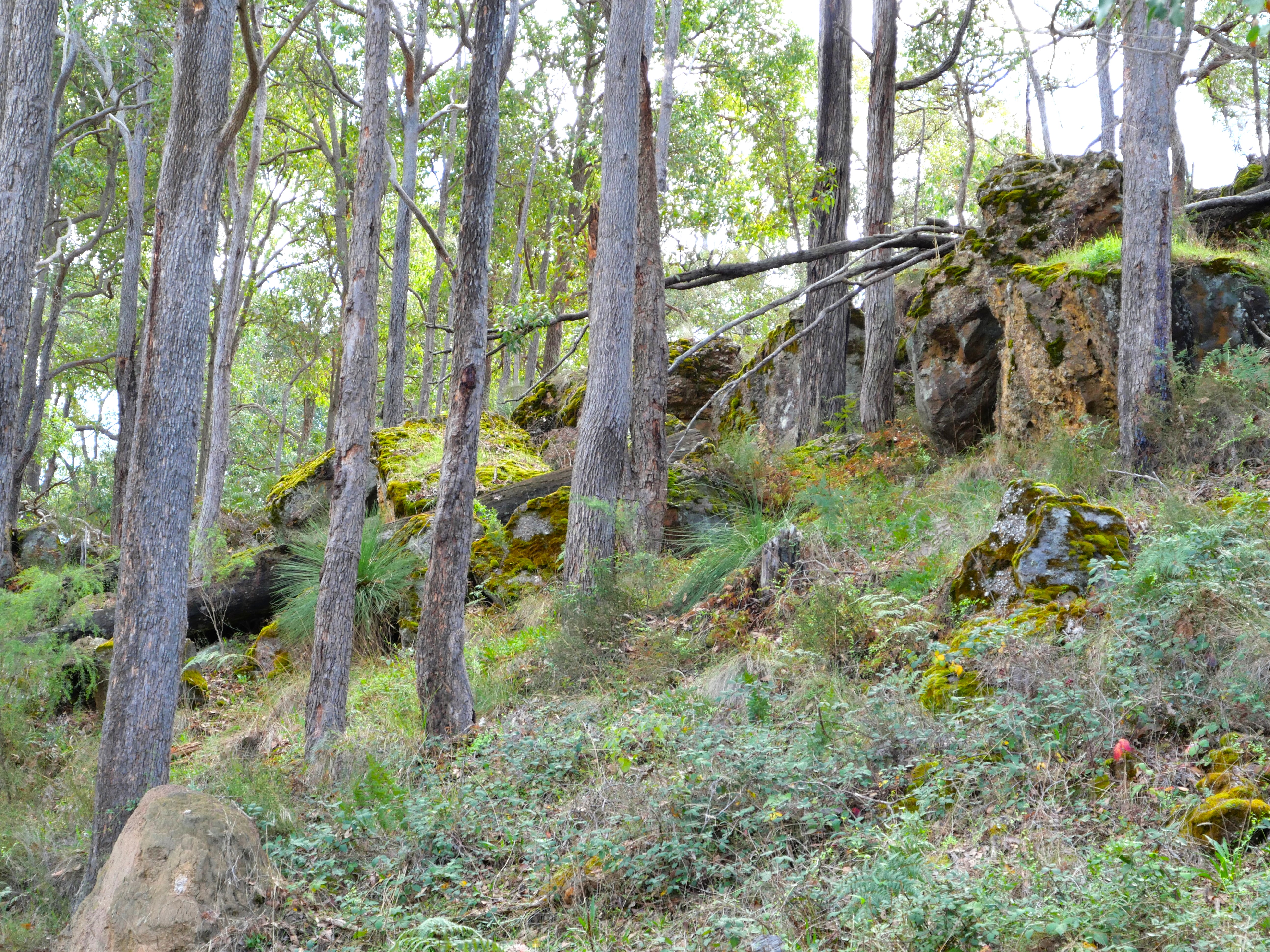 Lot 140 Vasse Highway, Nannup, Wa, 6275 - Image 5