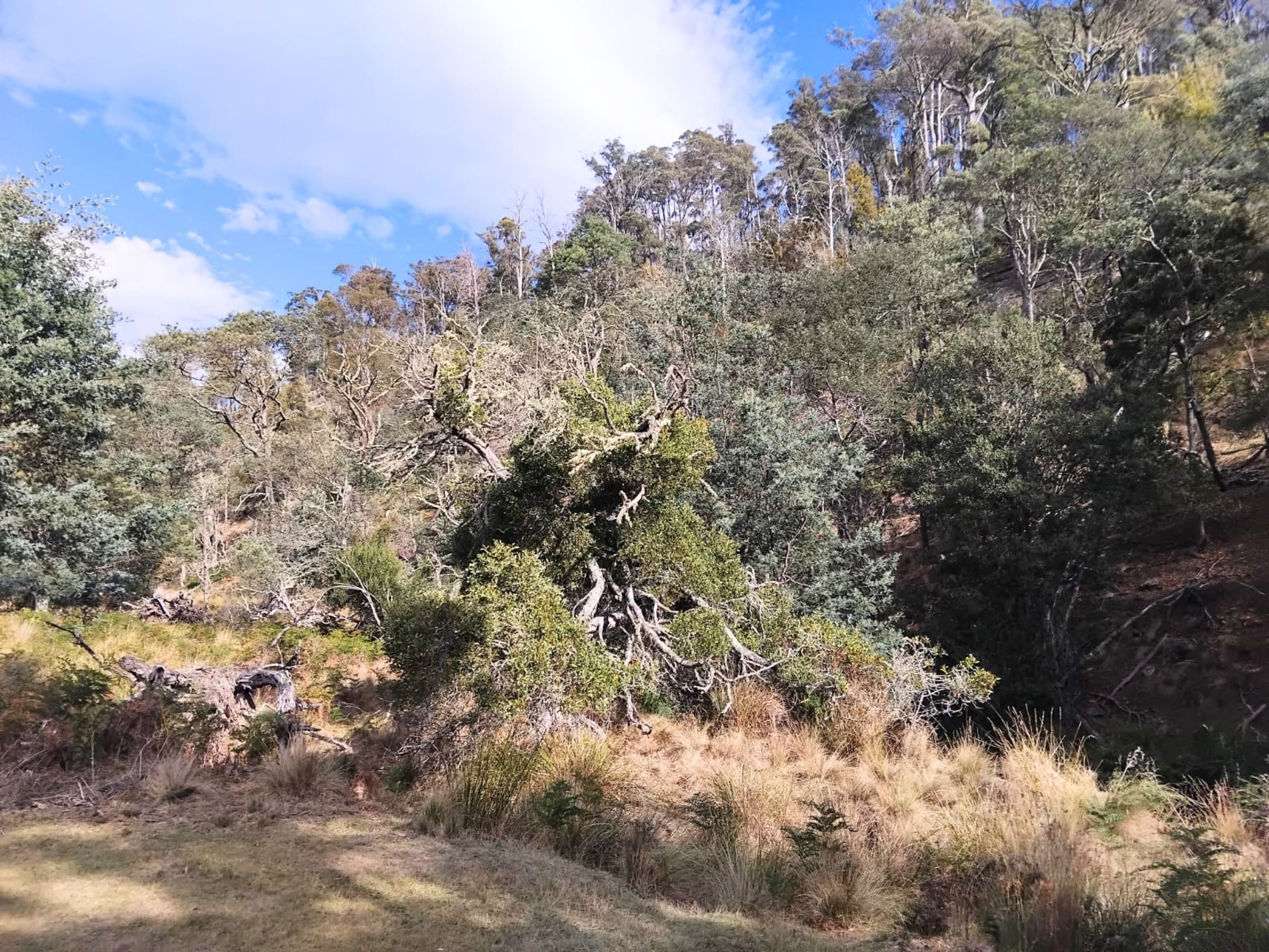 3-bedroom house at 855 TYNE ROAD, Mathinna TAS 7214, Break O'day, Tasmania