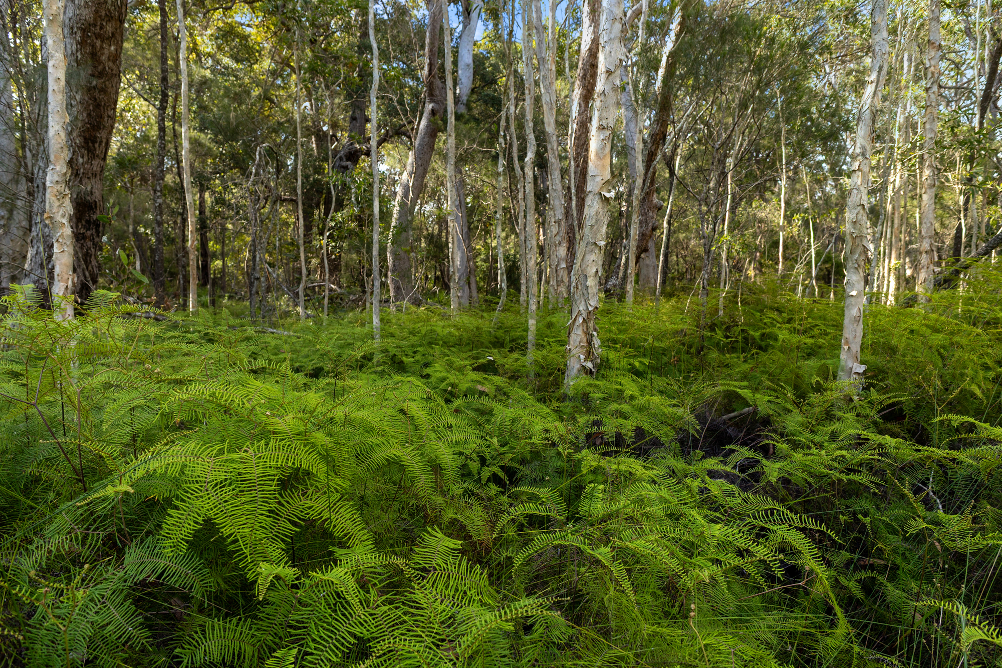 40 Lakewood Drive, Peregian Beach, QLD 4573 - Image 4