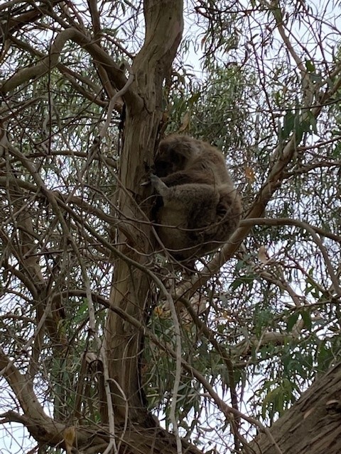 3-5 Donald Street, Venus Bay, Vic, 3956 - Image 6