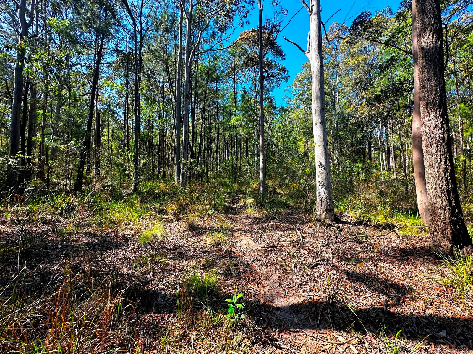 88 Clarke Street, Pindimar, Nsw, 2324 - Image 8