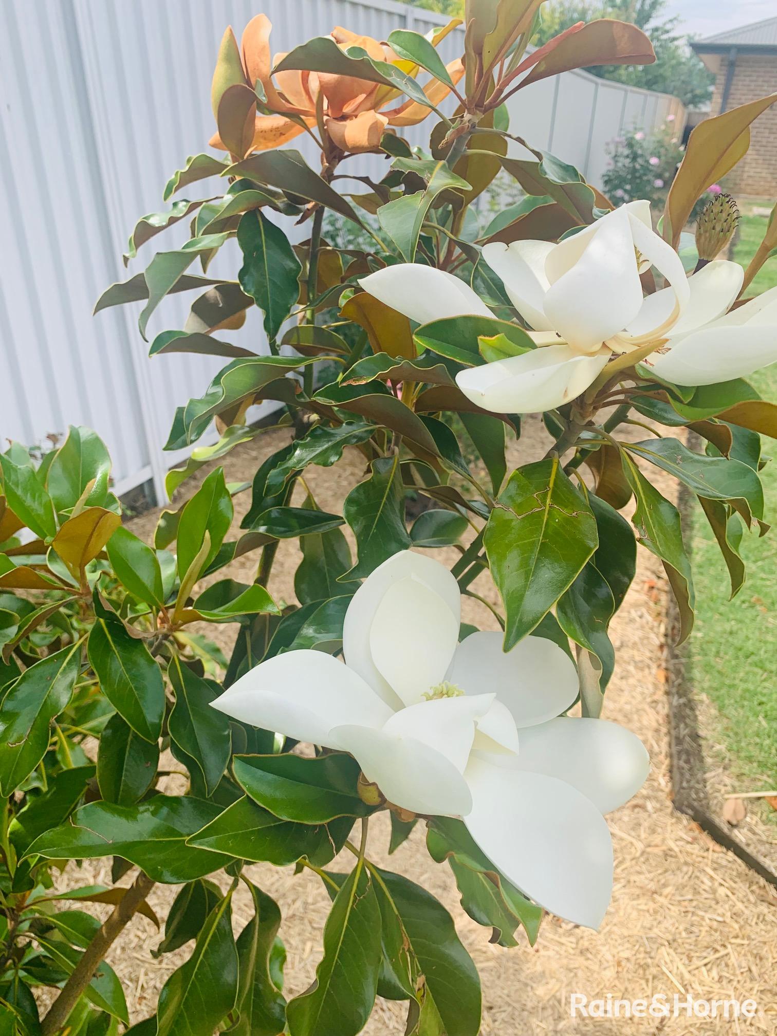 4-bedroom house at 11 Willott Close, Eglinton, NSW 2795, Bathurst, New South Wales