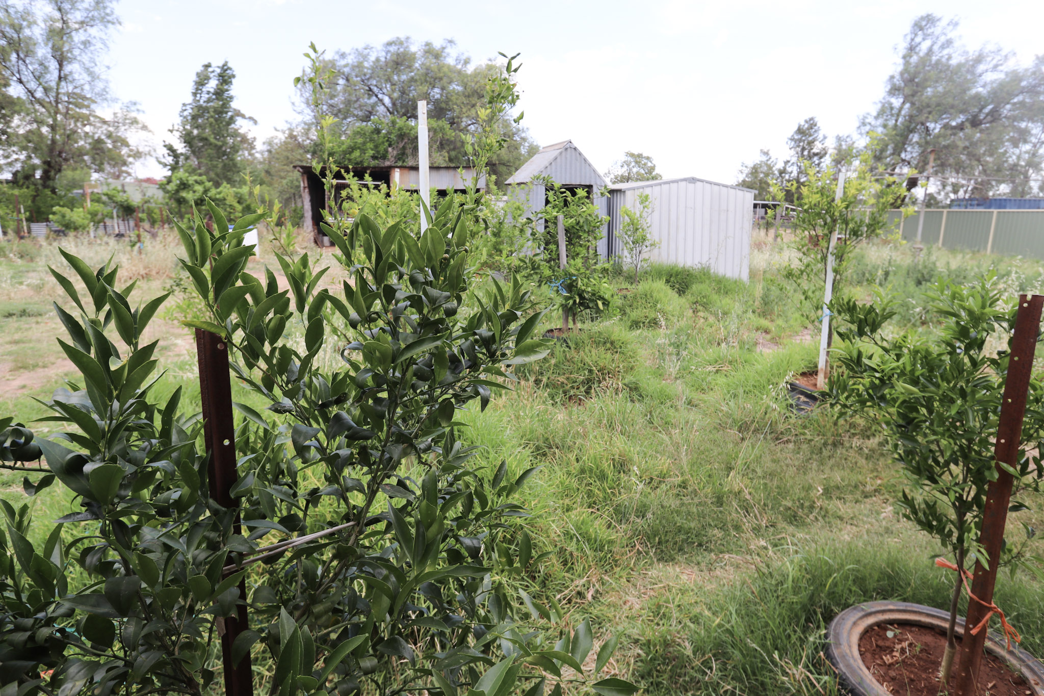 3-bedroom house at 25 Talbot Street, Quandialla, Nsw, 2721, Weddin, New South Wales