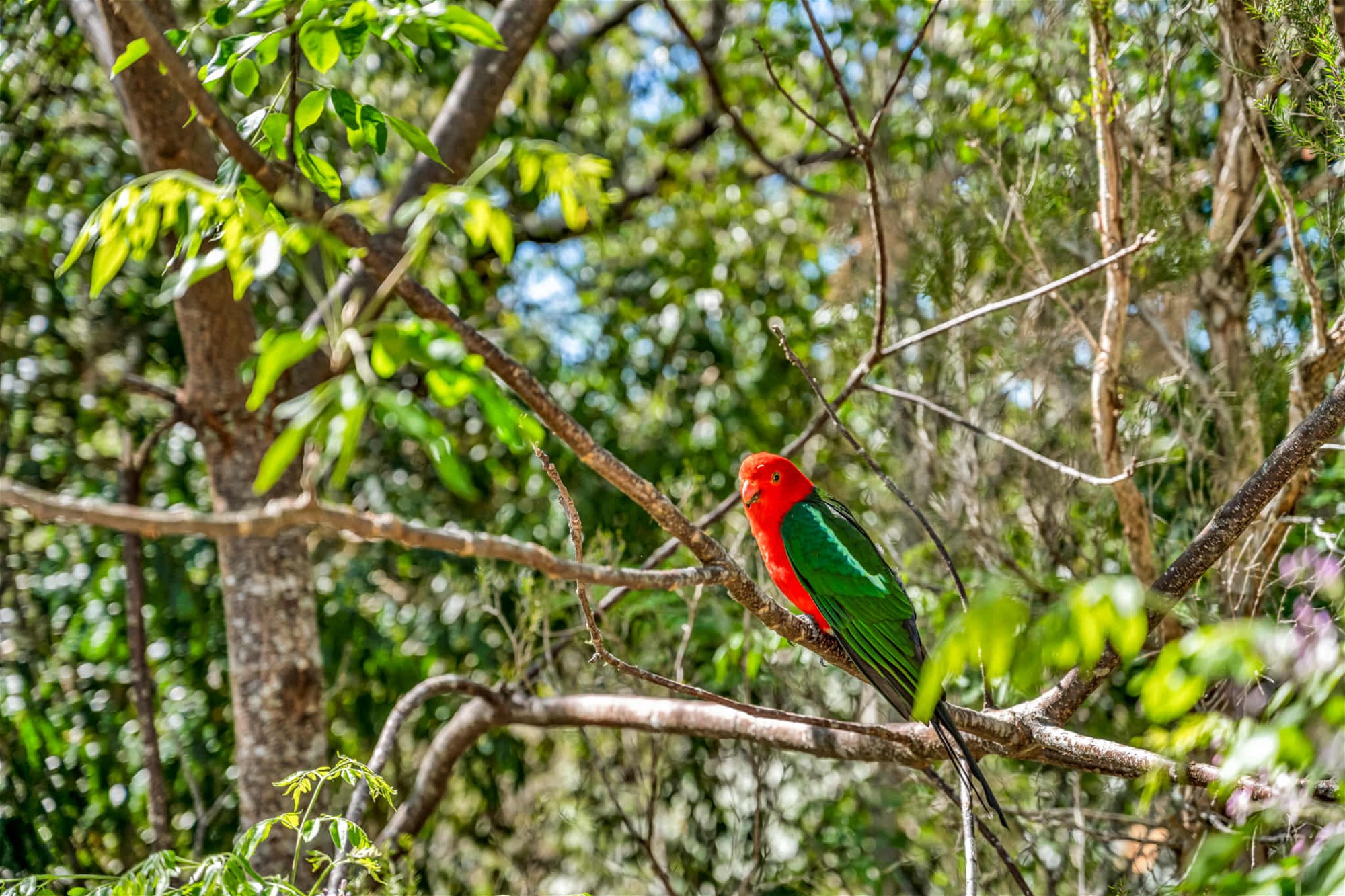6-bedroom house at 20A/1953 Chichester Dam Road, Bandon Grove, NSW 2420, Dungog, New South Wales