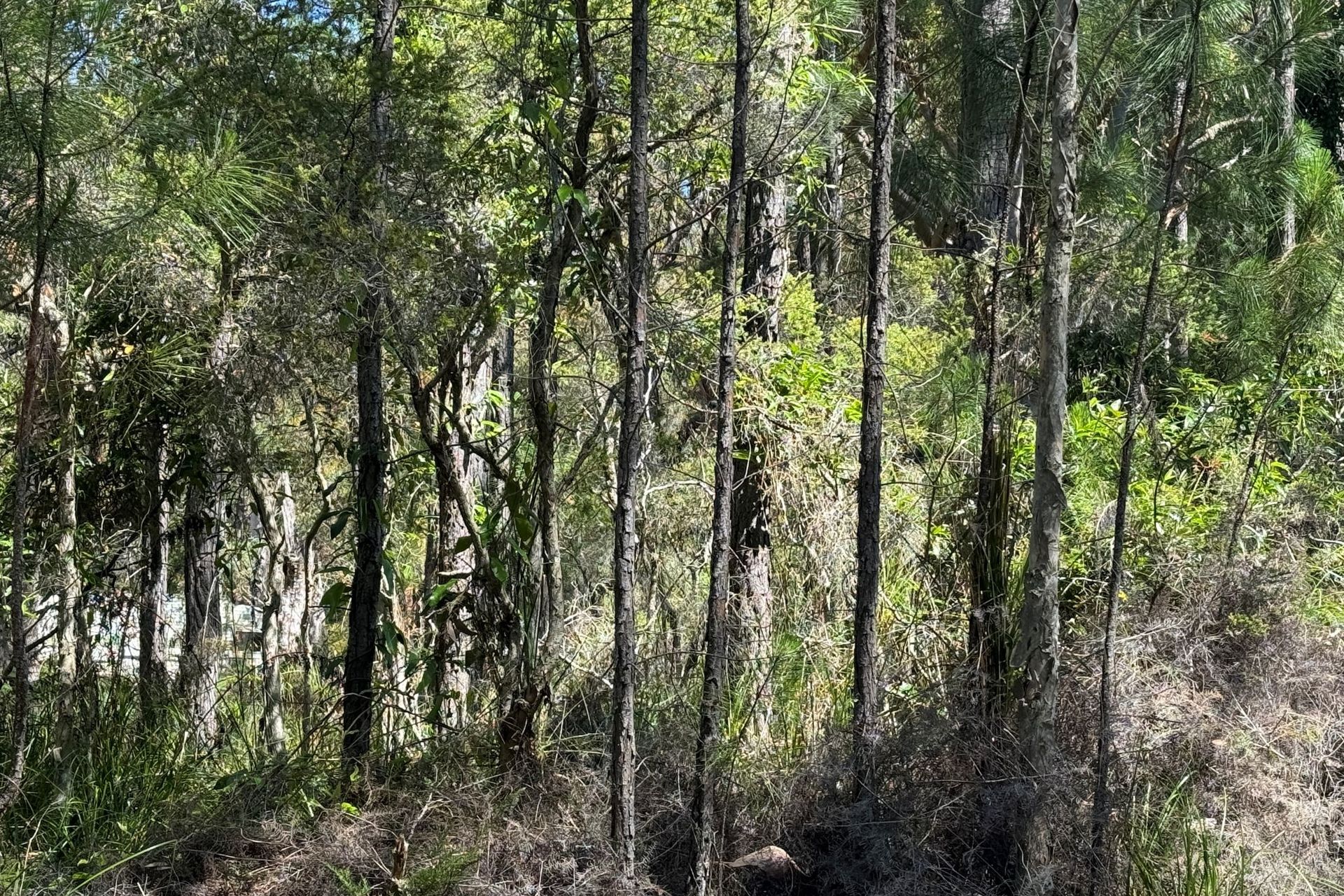 13 Nardoo Street, Pindimar, Nsw, 2324 - Image 4