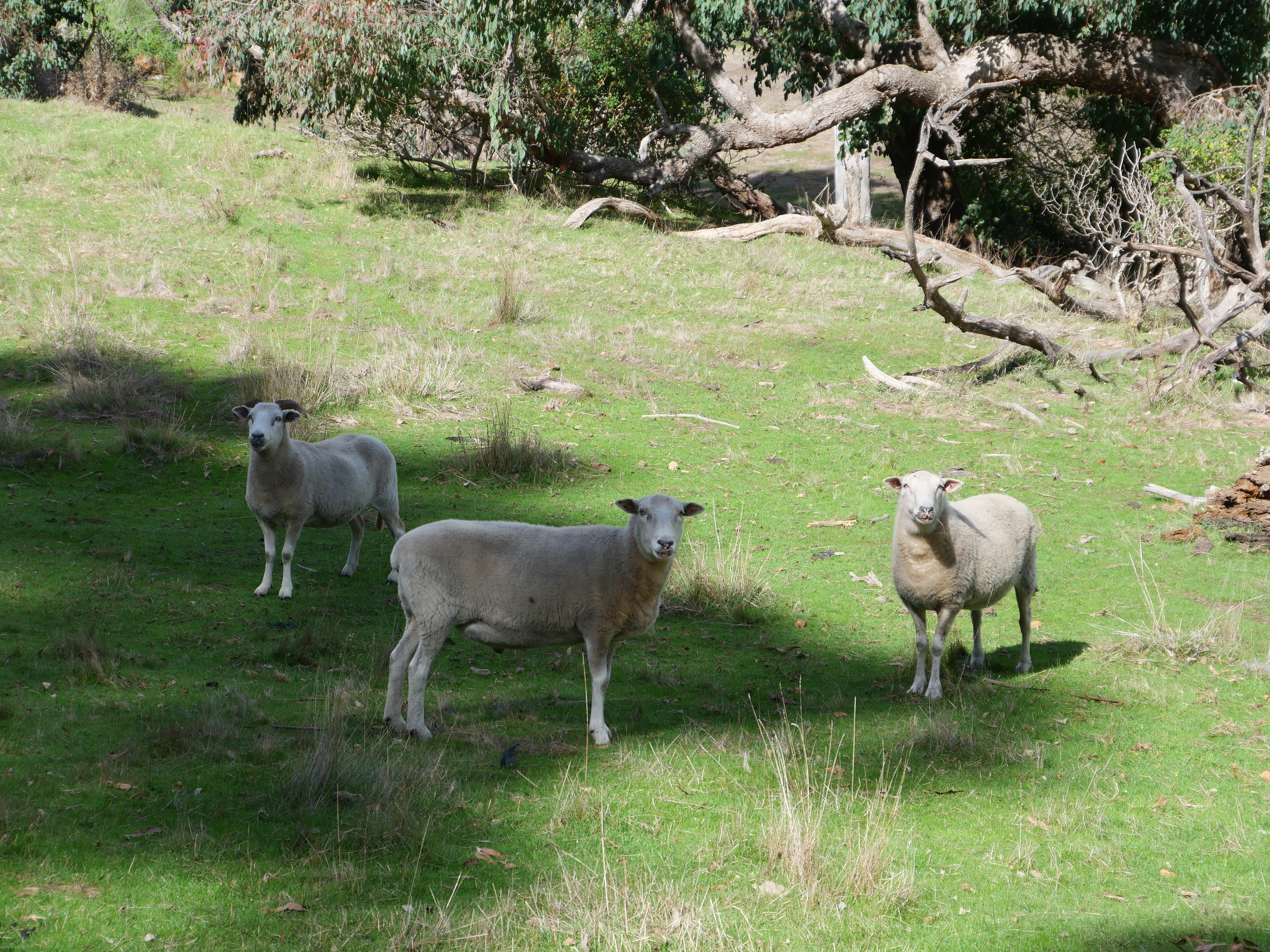 Lot 140 Vasse Highway, Nannup, Wa, 6275 - Image 2