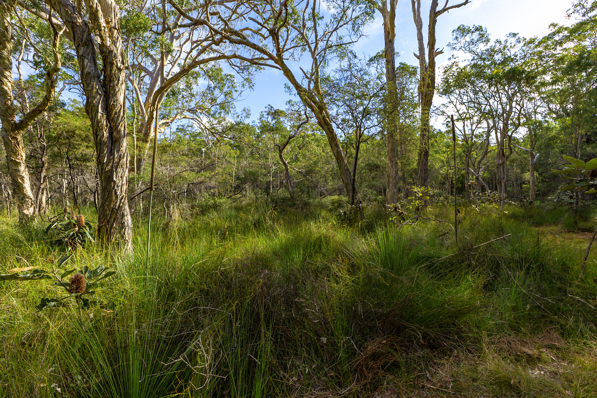40 Lakewood Drive, Peregian Beach, QLD 4573 - Image 9