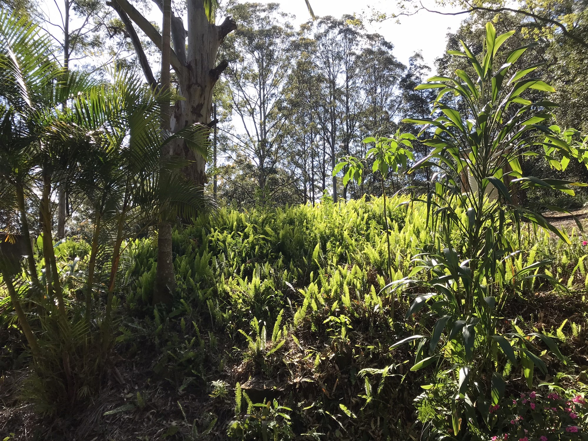 904 Blue Knob Road, Nimbin, Nsw, 2480 - Image 4