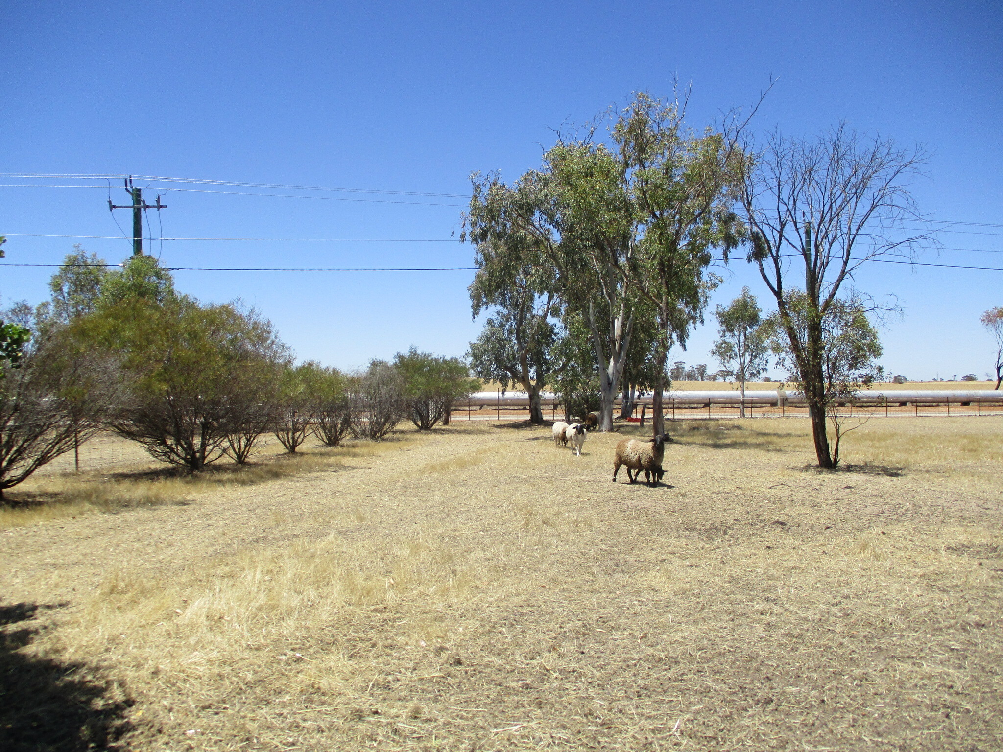 3-bedroom house at 7 Johnston Street, Meckering, WA 6405, Cunderdin, Western Australia