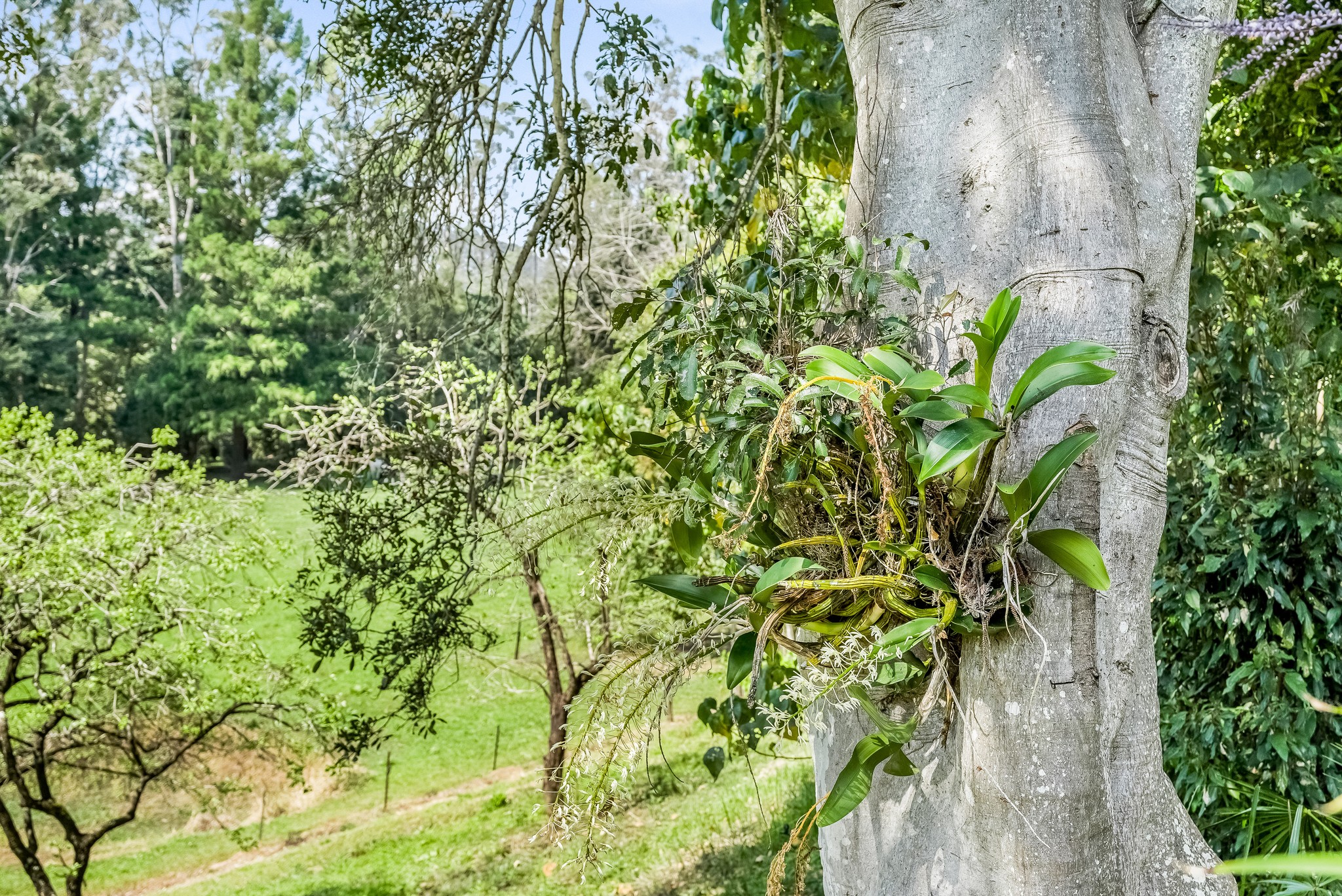 3-bedroom house at 698 Cawongla Road, Larnook, NSW 2480, Lismore, New South Wales