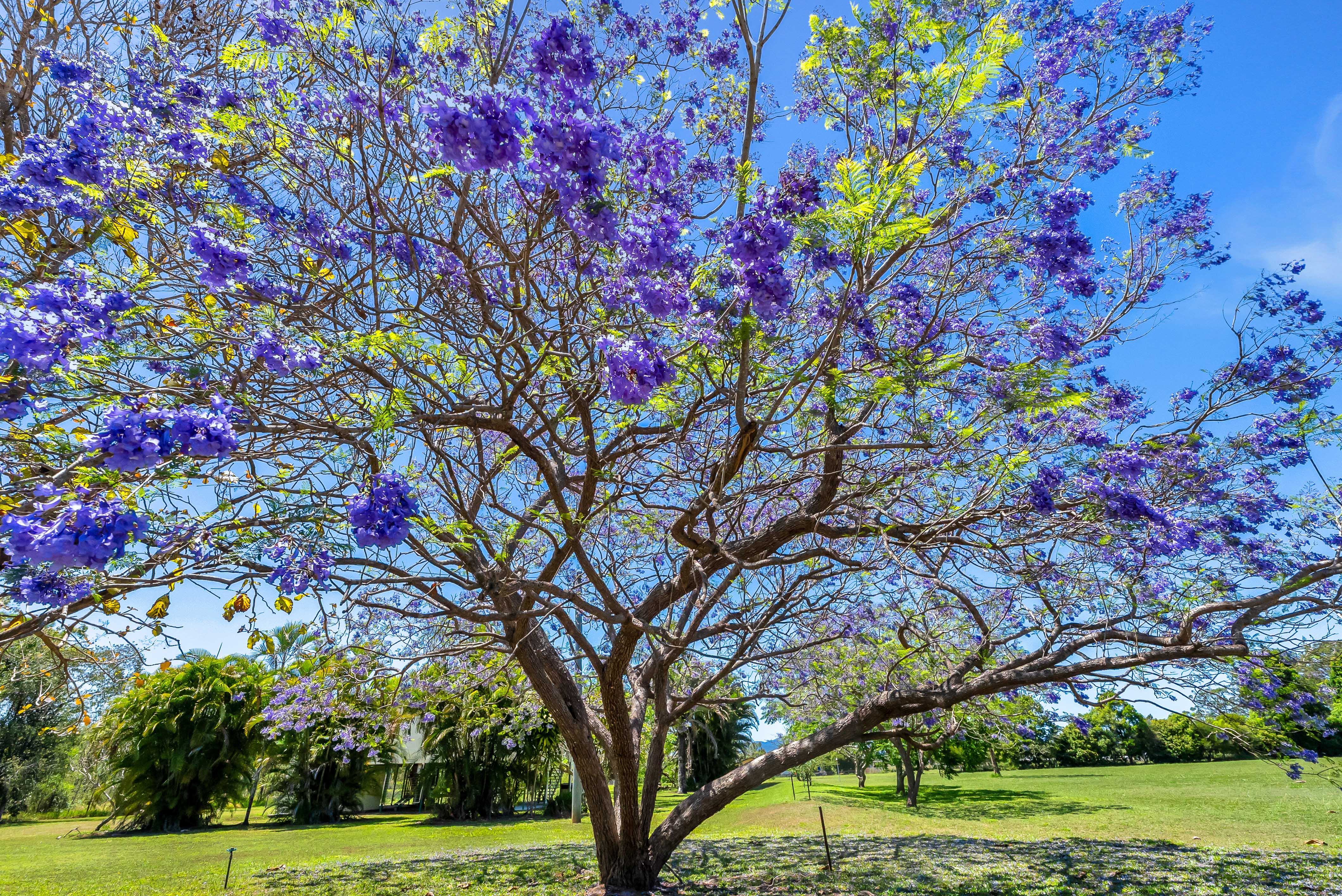 3-bedroom house at 402 KOAH ROAD, Koah QLD 4881, Mareeba, Queensland