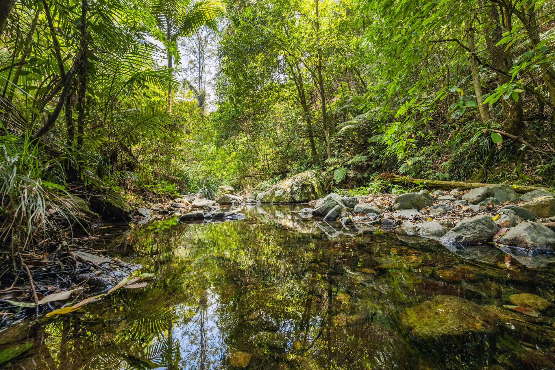 109 Little North Arm Road, Thora, NSW 2454 - Image 4