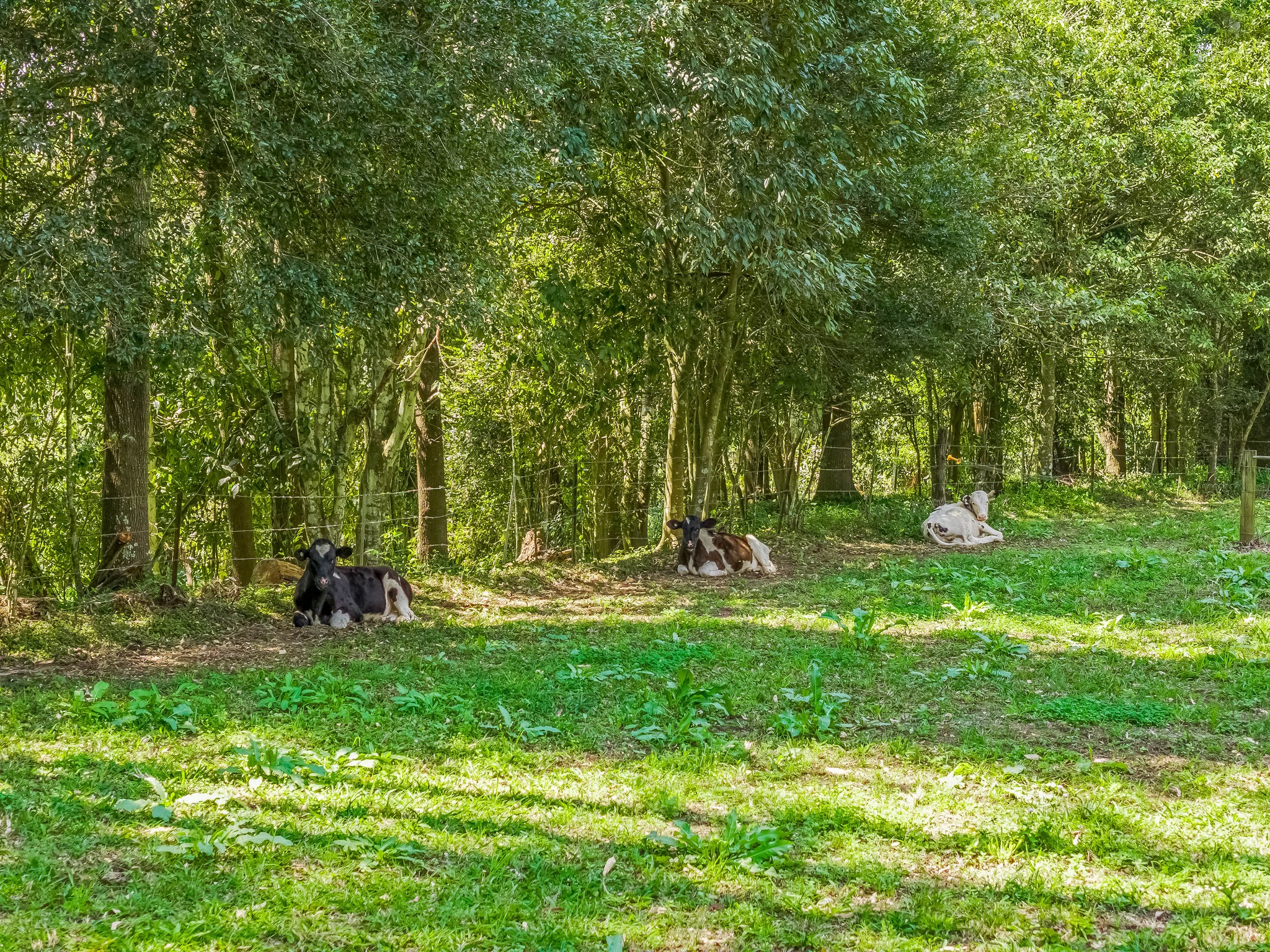 3-bedroom house at 698 Cawongla Road, Larnook, NSW 2480, Lismore, New South Wales