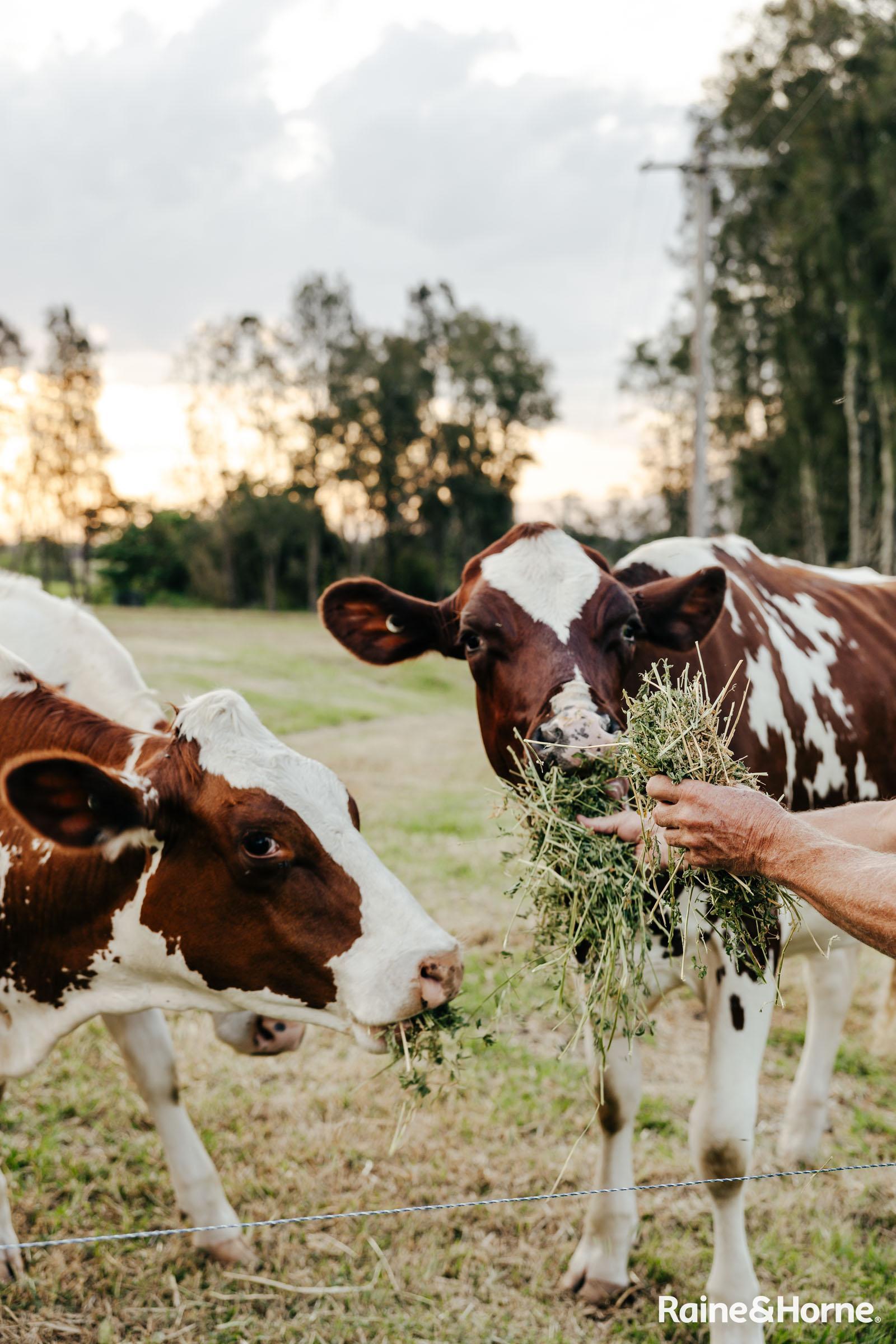 5-bedroom house at 511 Coolangatta Road, Far Meadow, NSW 2535, Shoalhaven, New South Wales