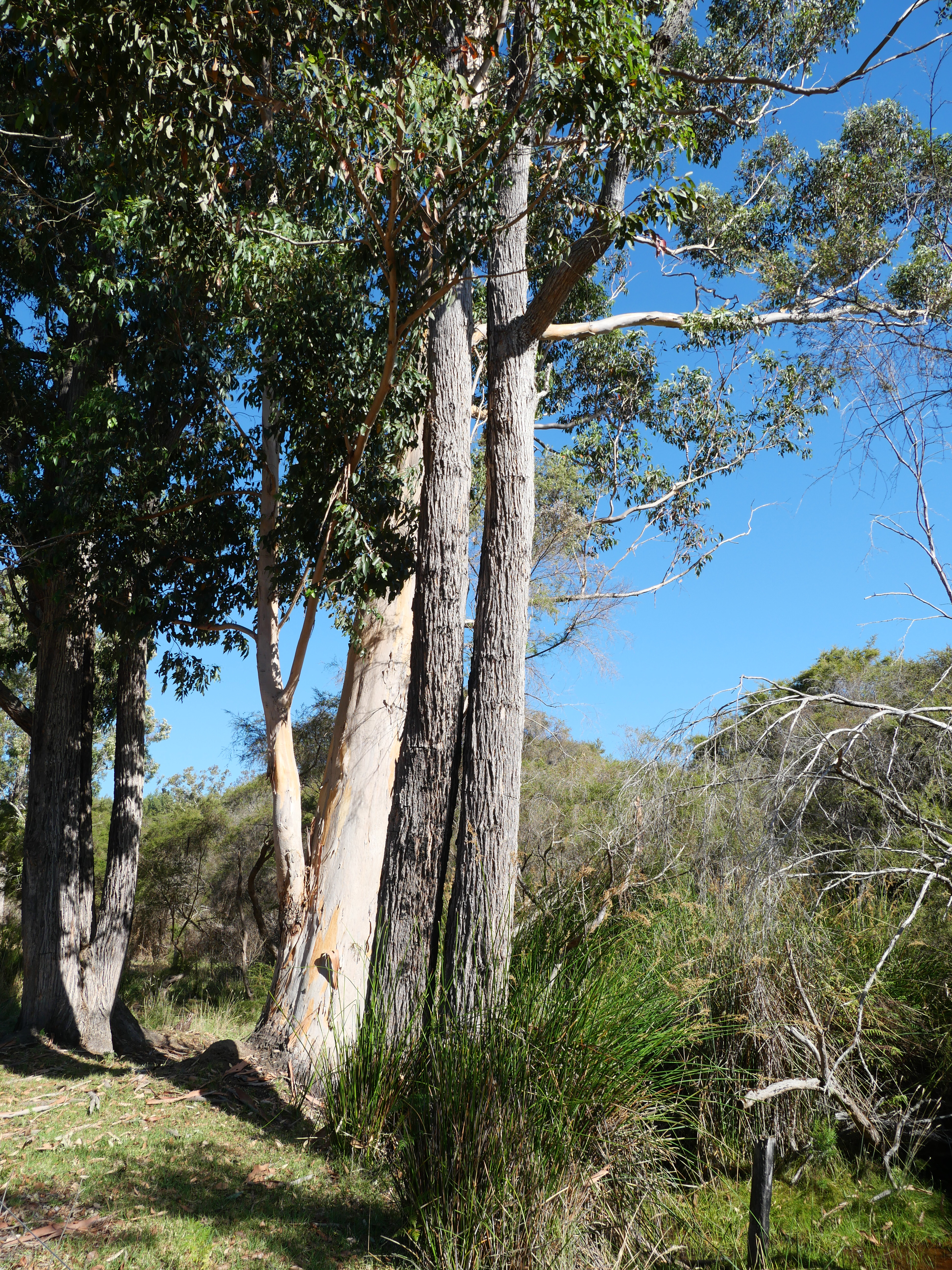 1-bedroom unit at 61 Hayes Road, East Nannup, WA 6275, Nannup, Western Australia
