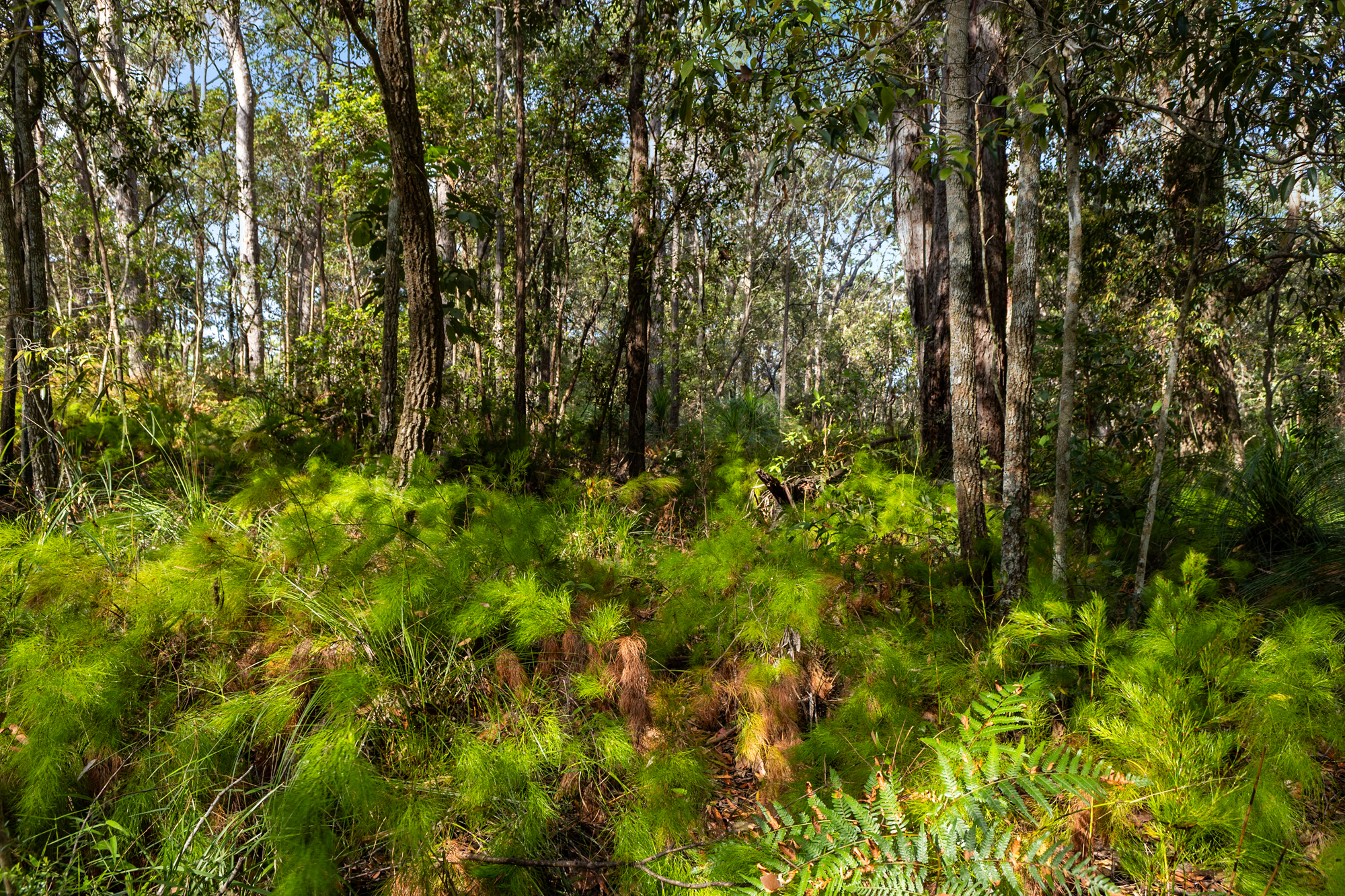 40 Lakewood Drive, Peregian Beach, QLD 4573 - Image 2