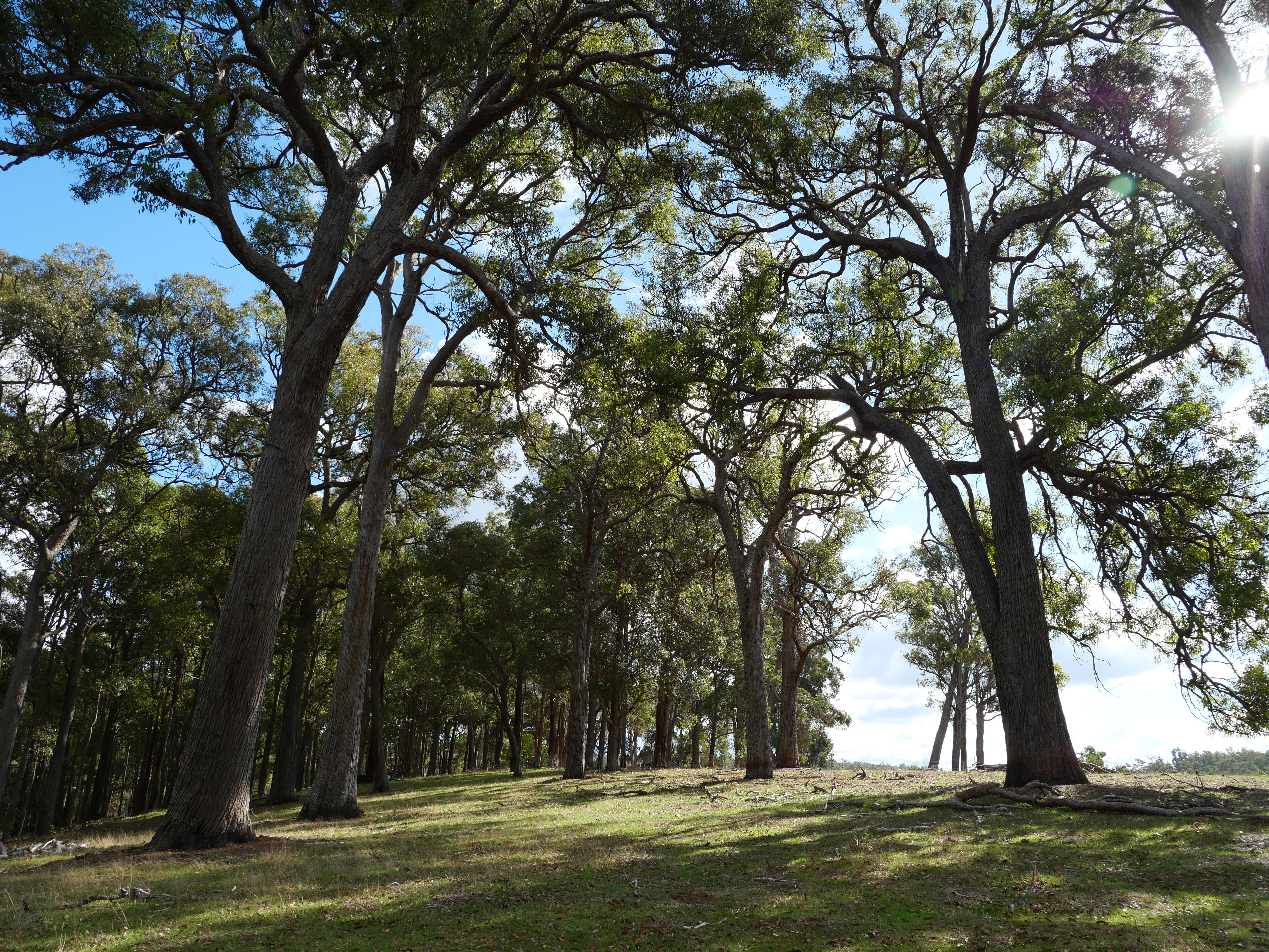 Lot 140 Vasse Highway, Nannup, Wa, 6275 - Image 3