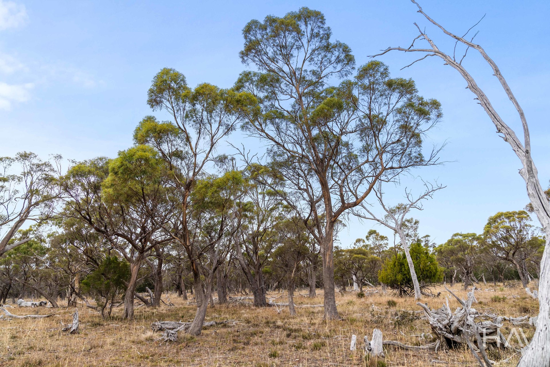 Lot 50 Springs Road, Swansea, Tas, 7190 - Image 4