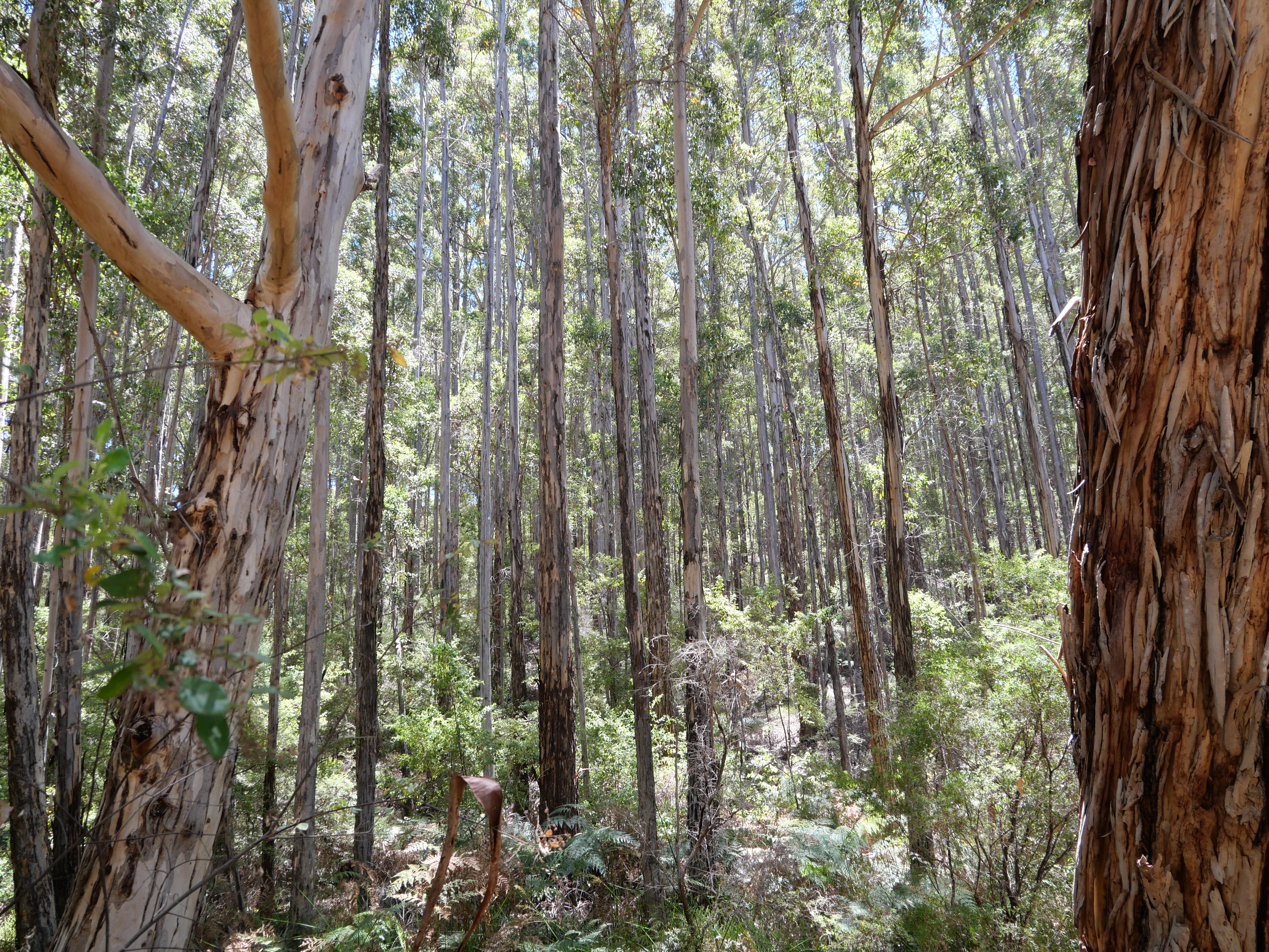 1-bedroom unit at 61 Hayes Road, East Nannup, WA 6275, Nannup, Western Australia