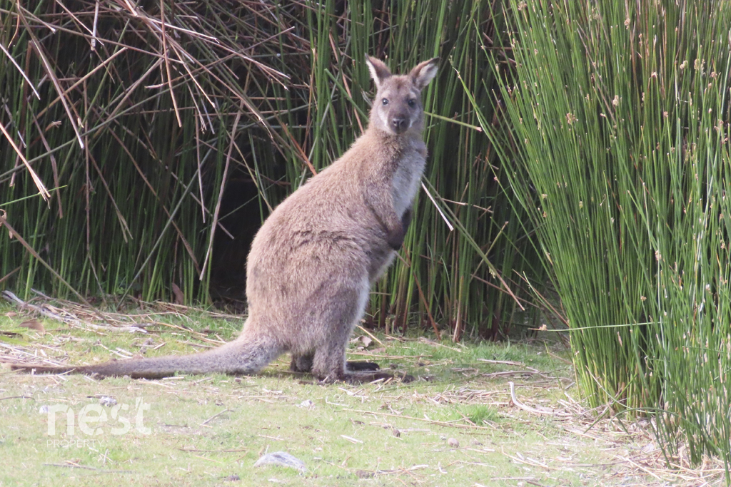 2-bedroom house at 1000 VAN MOREY ROAD, Margate TAS 7054, Kingborough, Tasmania