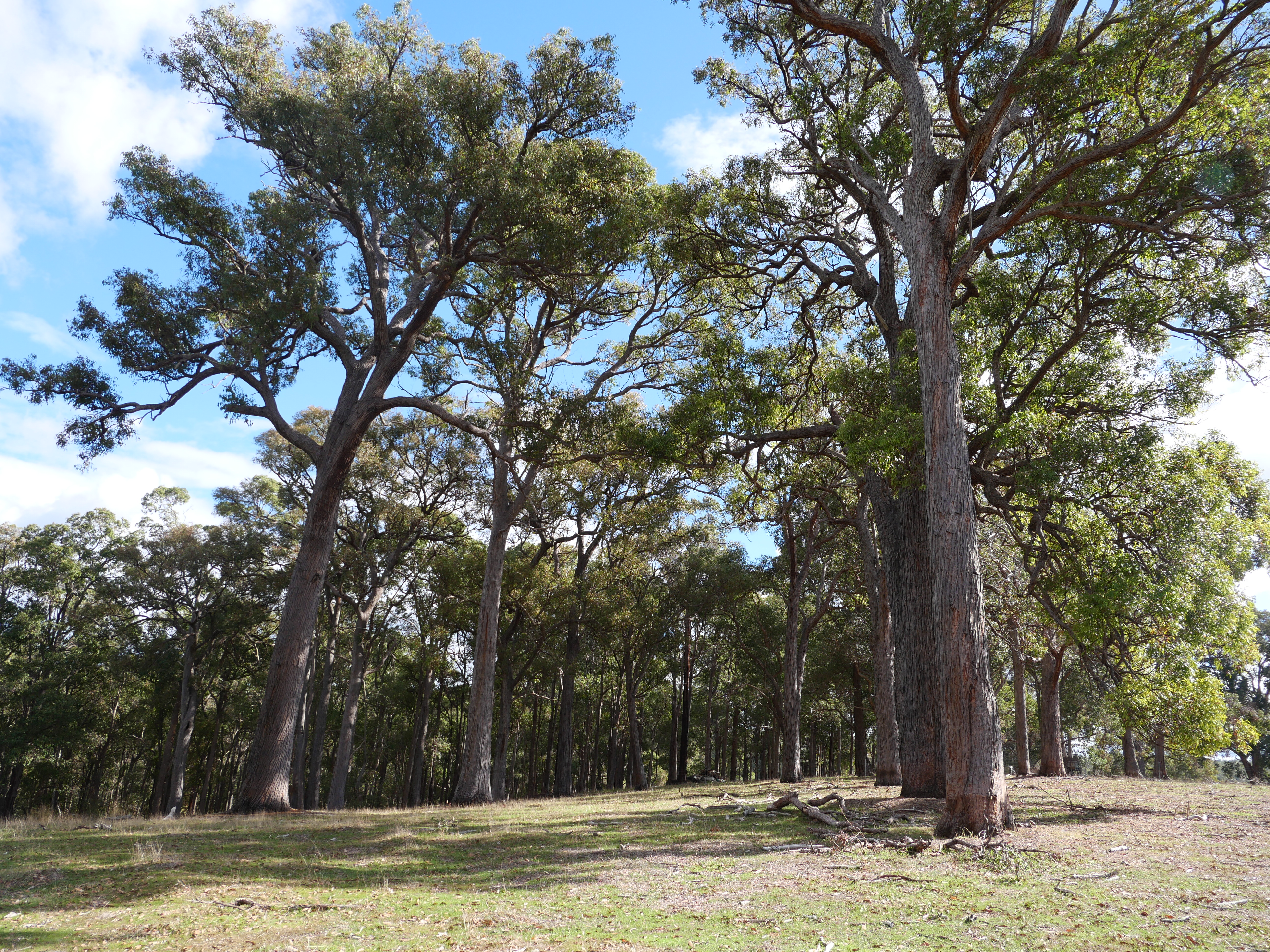 Lot 140 Vasse Highway, Nannup, Wa, 6275 - Image 9