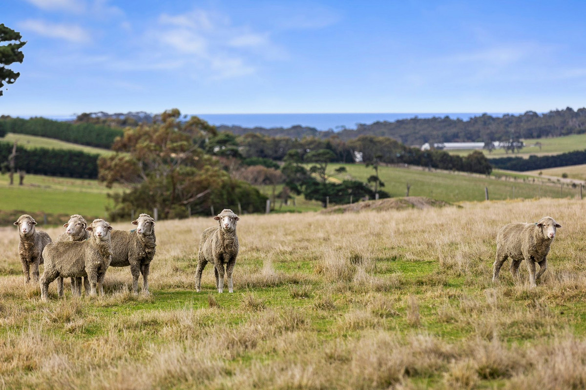 485 Grossmans Road, Torquay, Vic, 3228 - Image 6