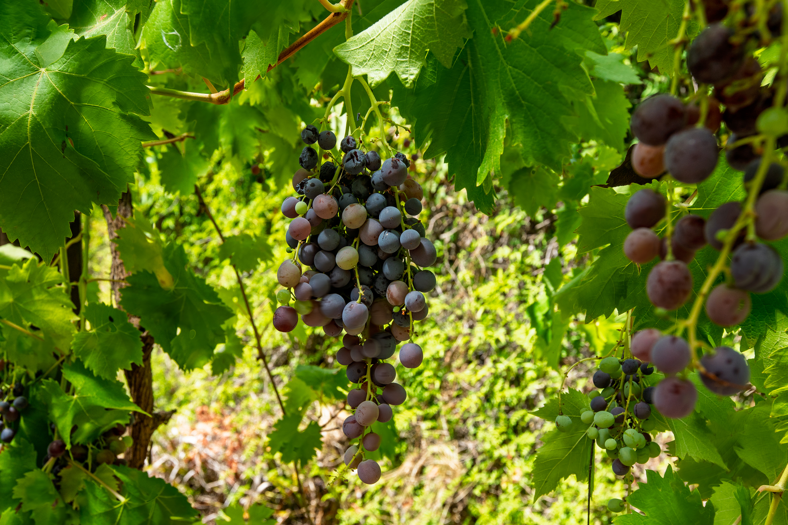 3-bedroom house at 40 Giltraps Road, Mitta Mitta, VIC 3701, Towong, Victoria